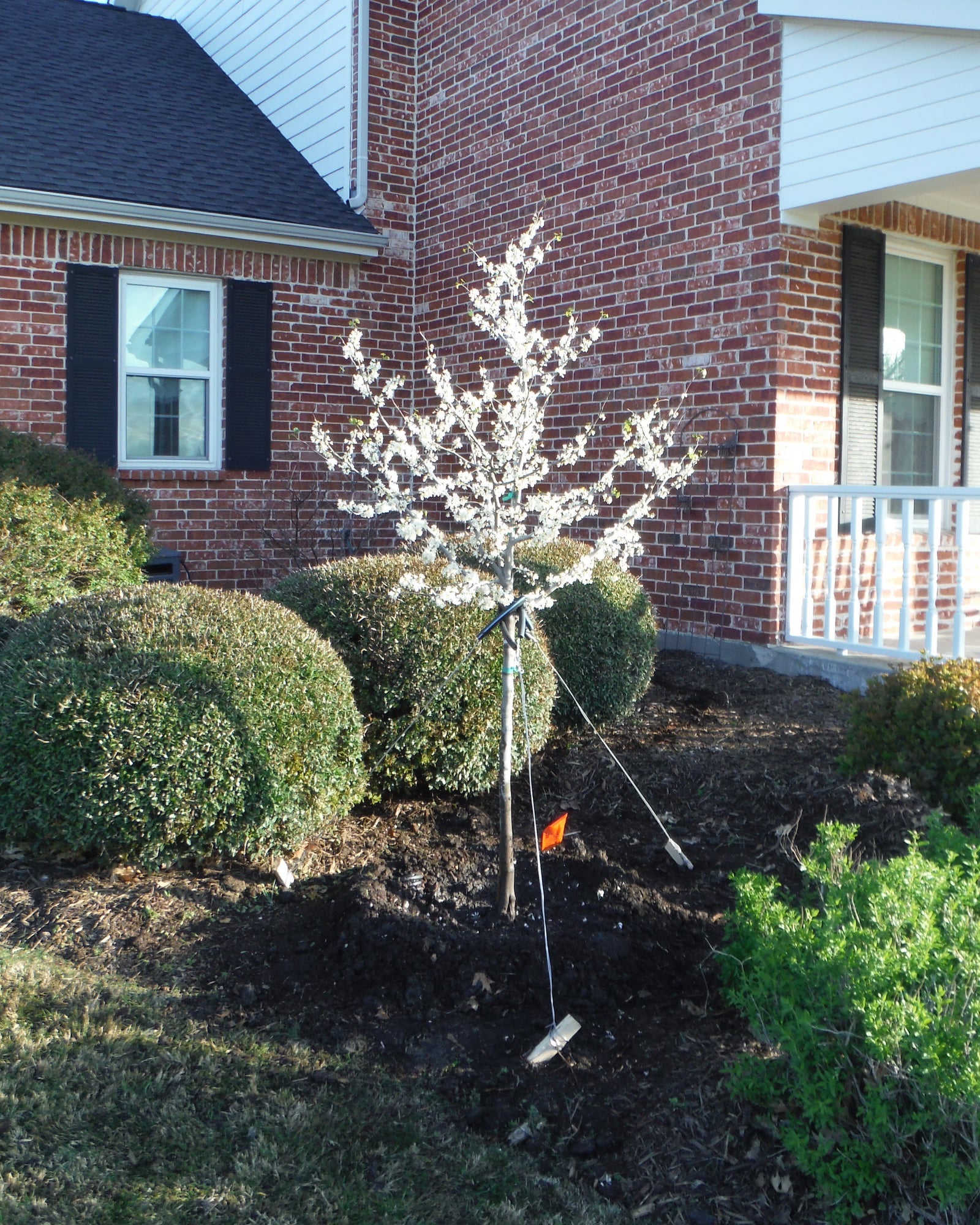 Texas White Redbud blooming in a residential landscape bed with support stakes