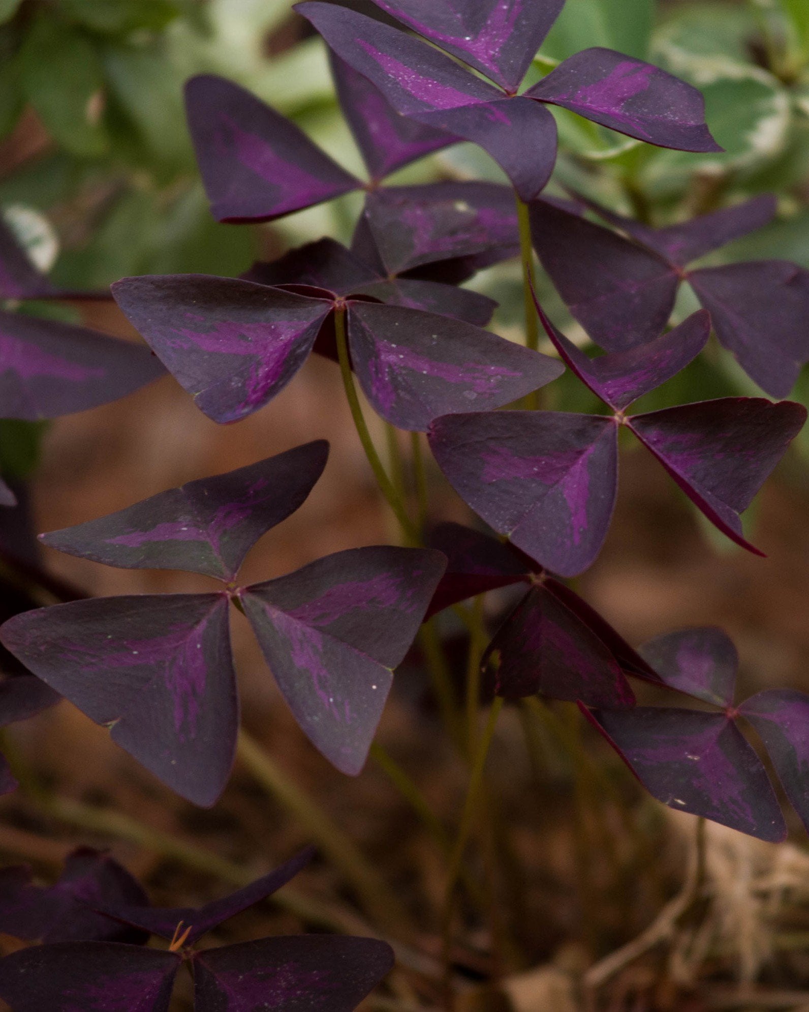 Purple Shamrock with deep purple triangular leaves in a close-up nursery setting