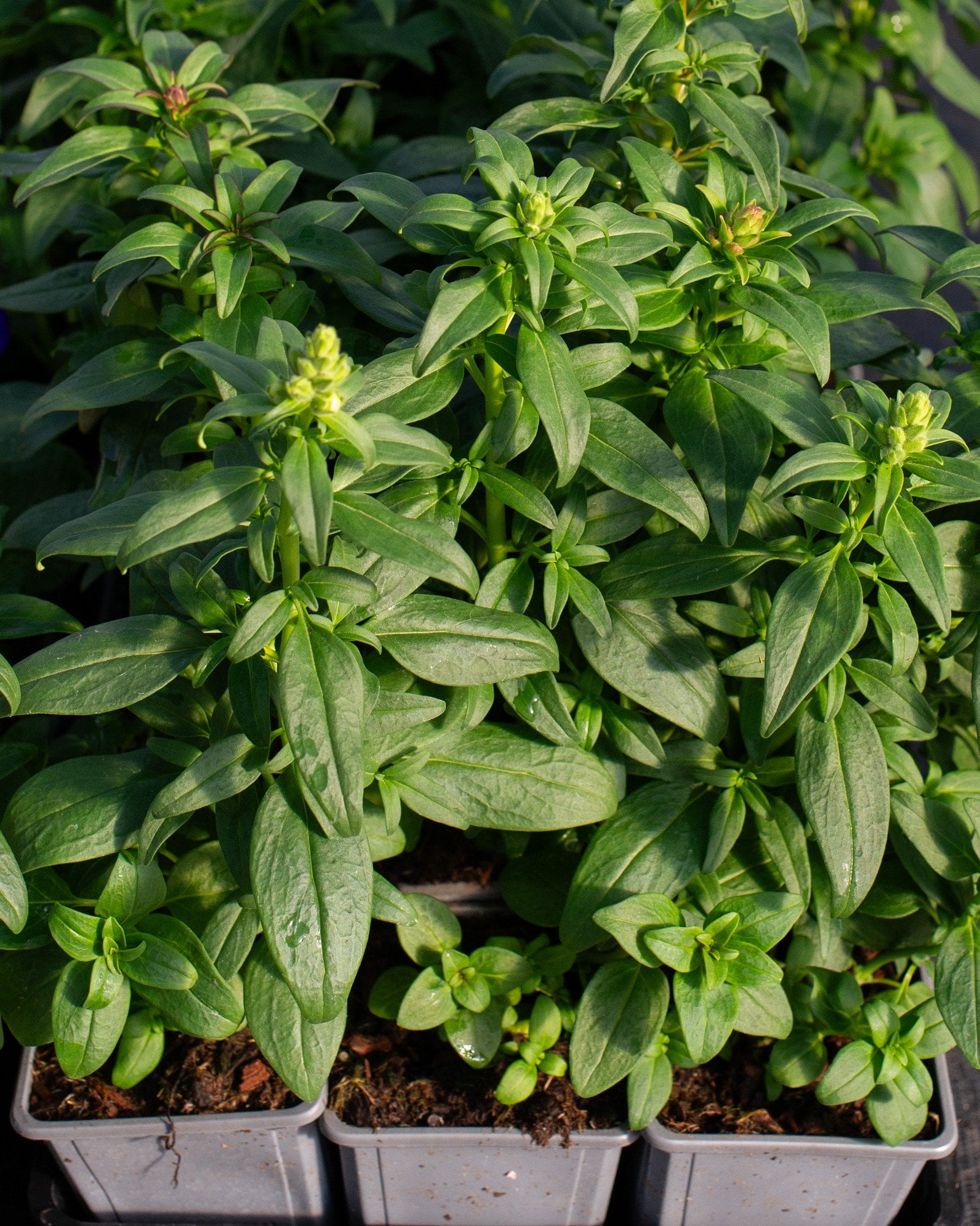 Speedy Sonnet Mix Snapdragon plants with dense green foliage growing in nursery containers