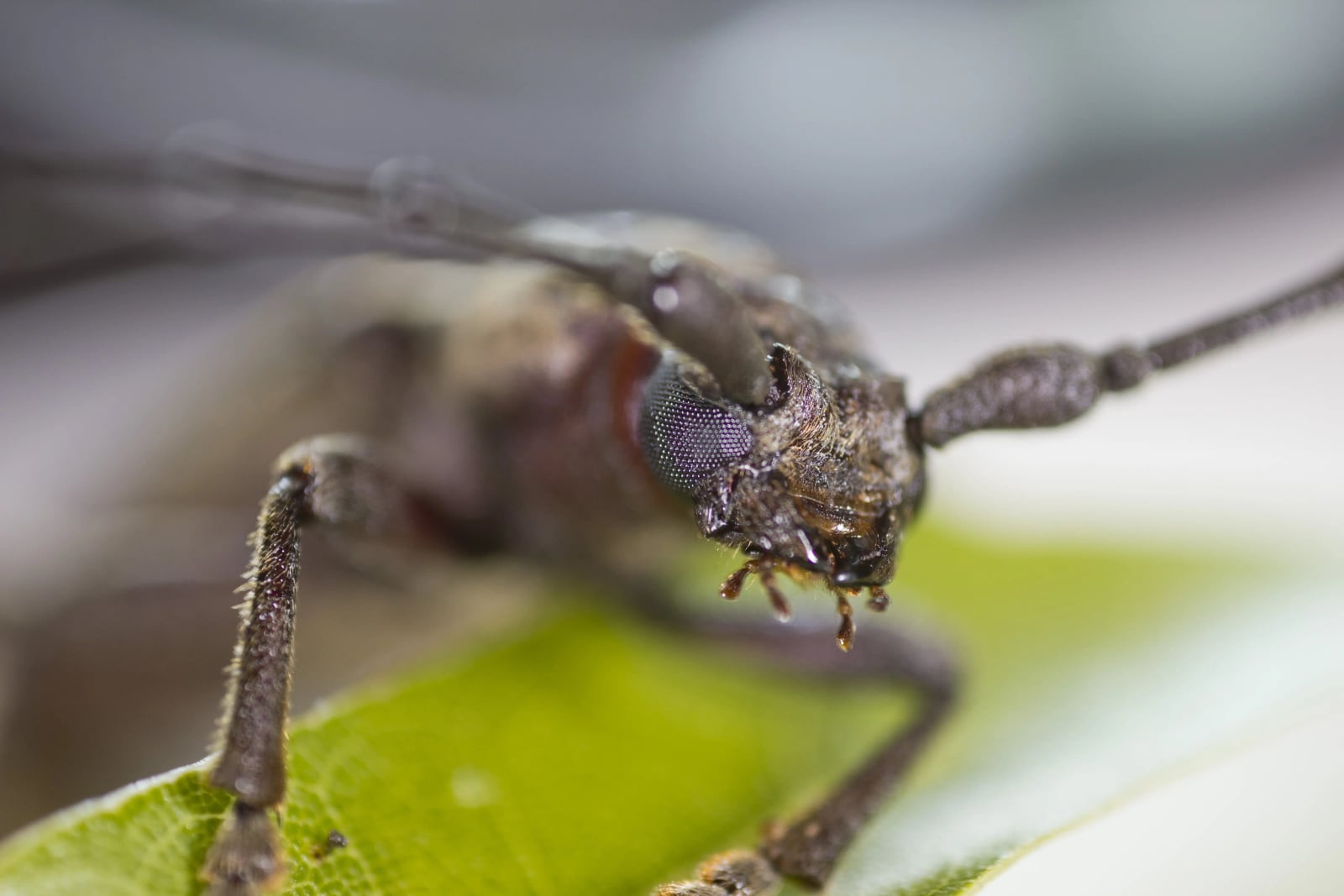 Tree Borers: A Homeowner's Guide to Early Detection and Control