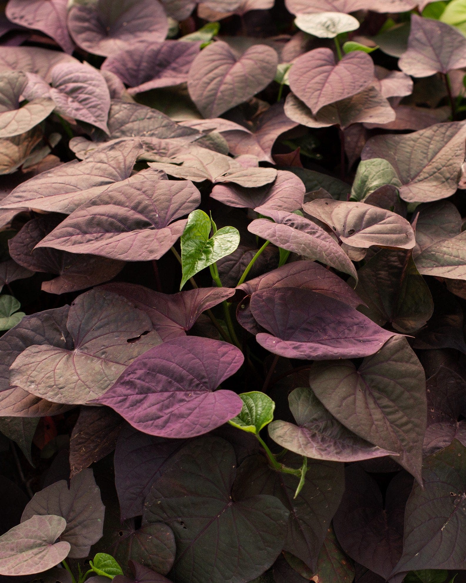 Ace of Spades Sweet Potato Vine