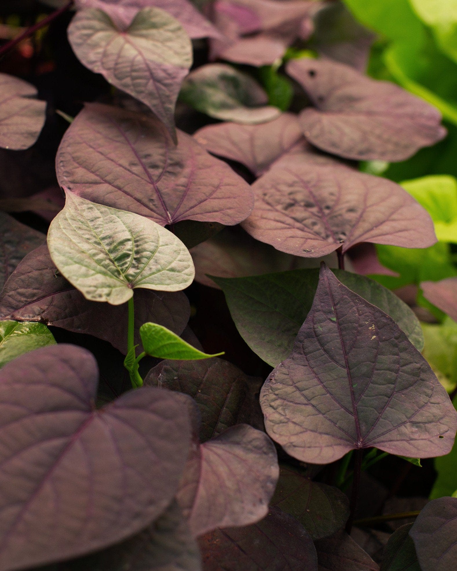 Ace of Spades Sweet Potato Vine - view 2