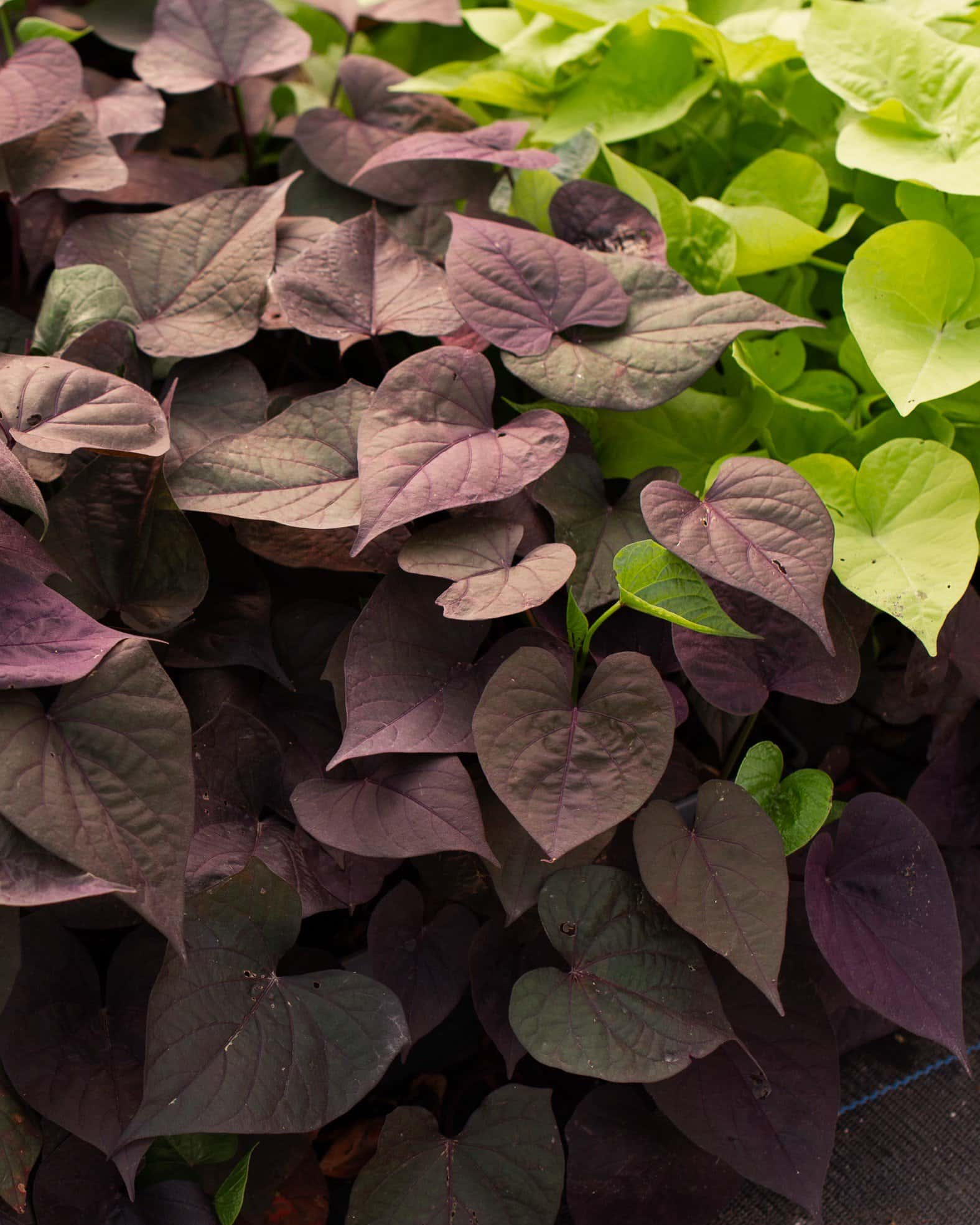 Ace of Spades Sweet Potato Vine - Image 3