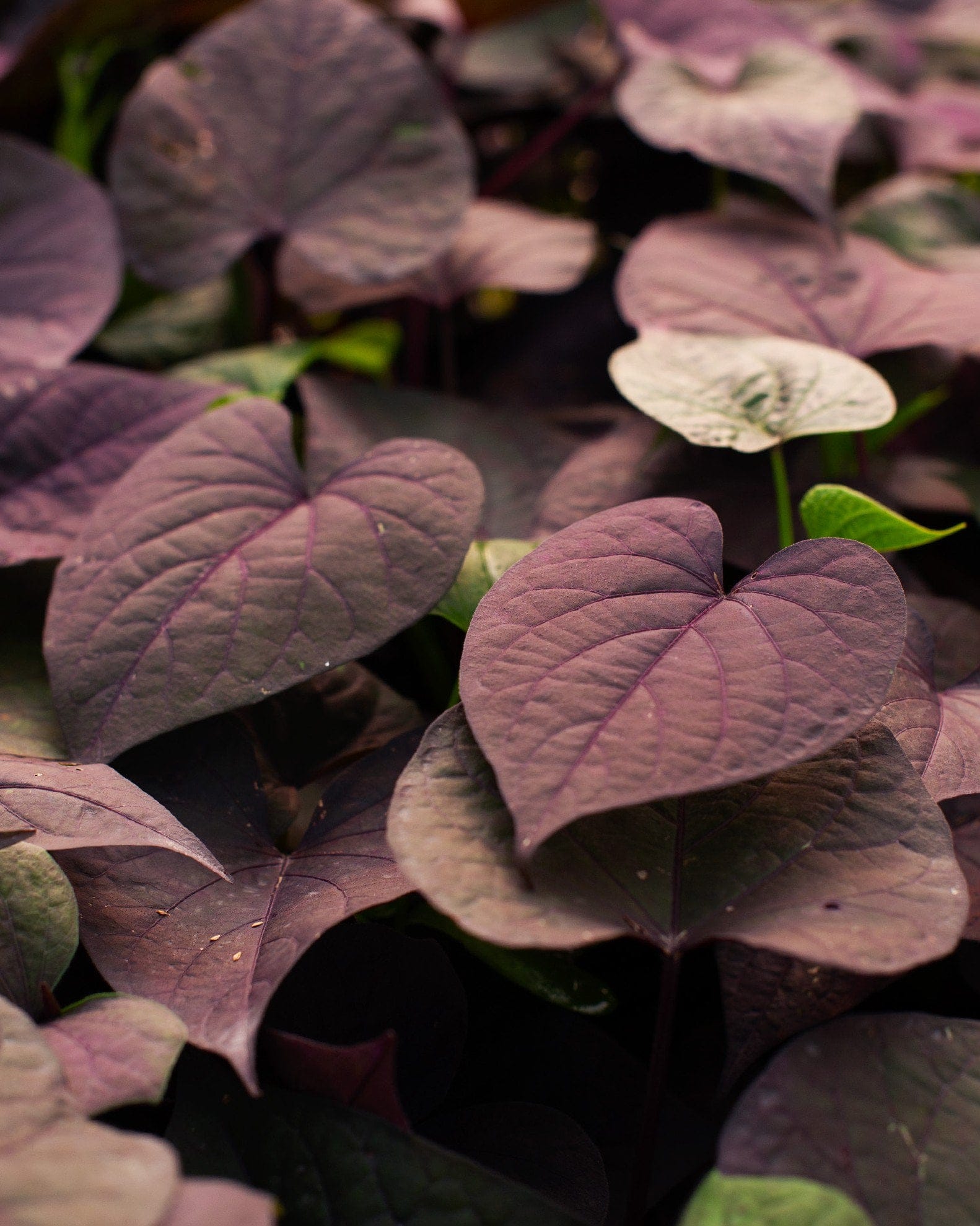 Ace of Spades Sweet Potato Vine - view 3