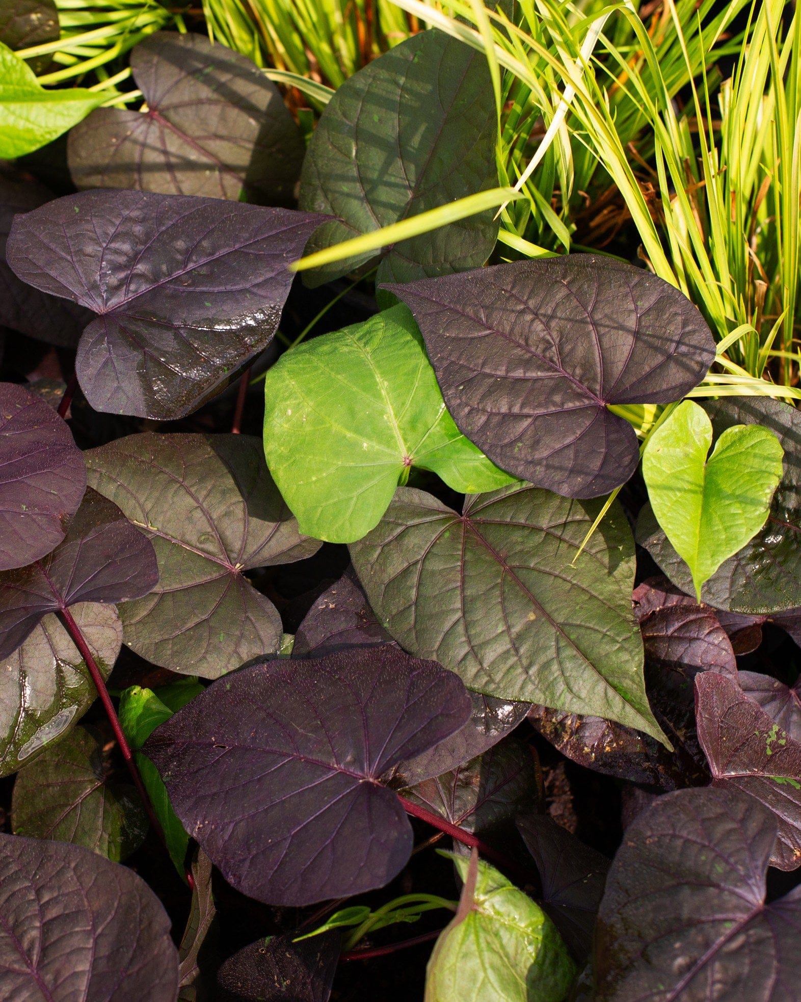 Ace of Spades Sweet Potato Vine - view 5