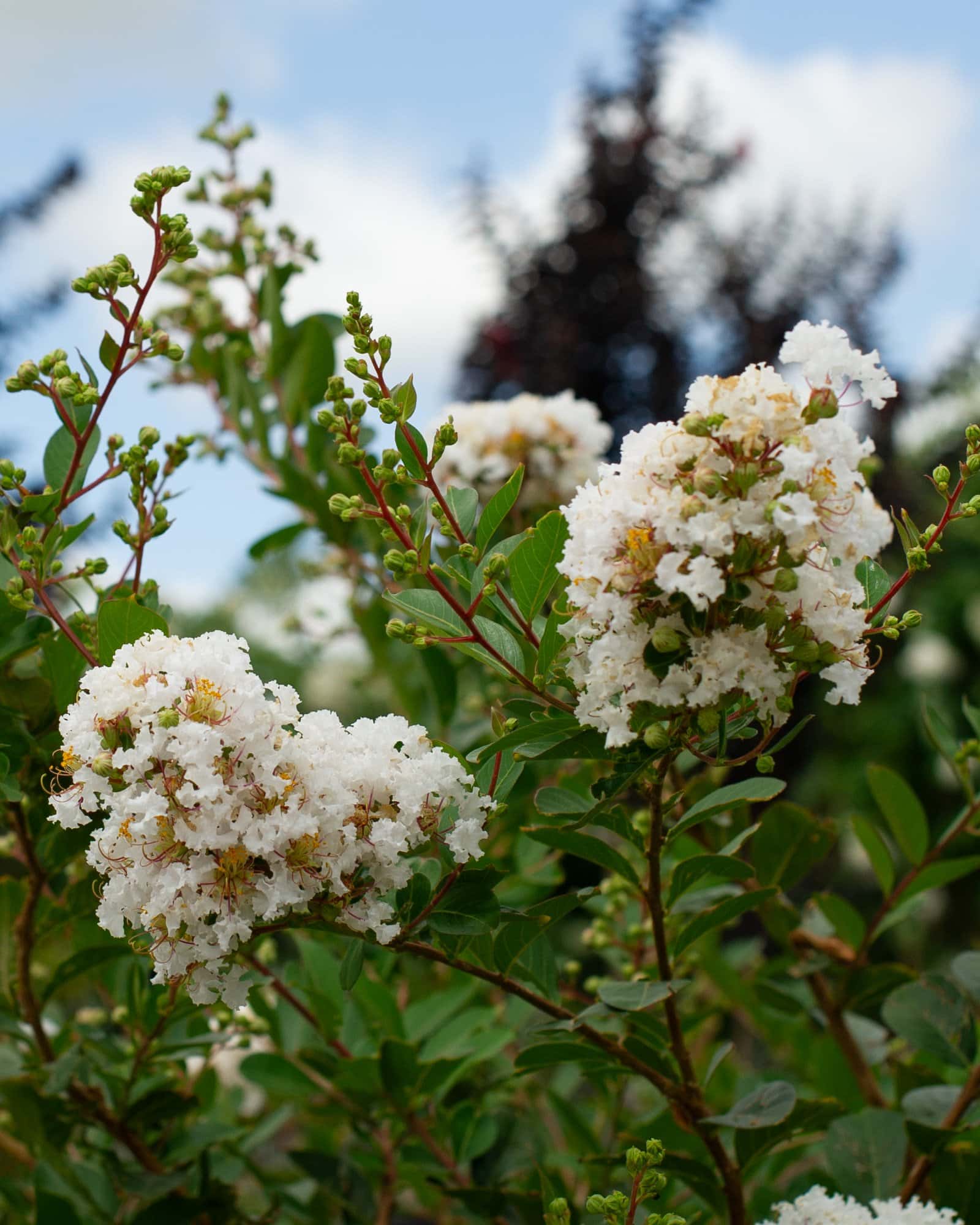 Acoma Crape Myrtle - Main Image