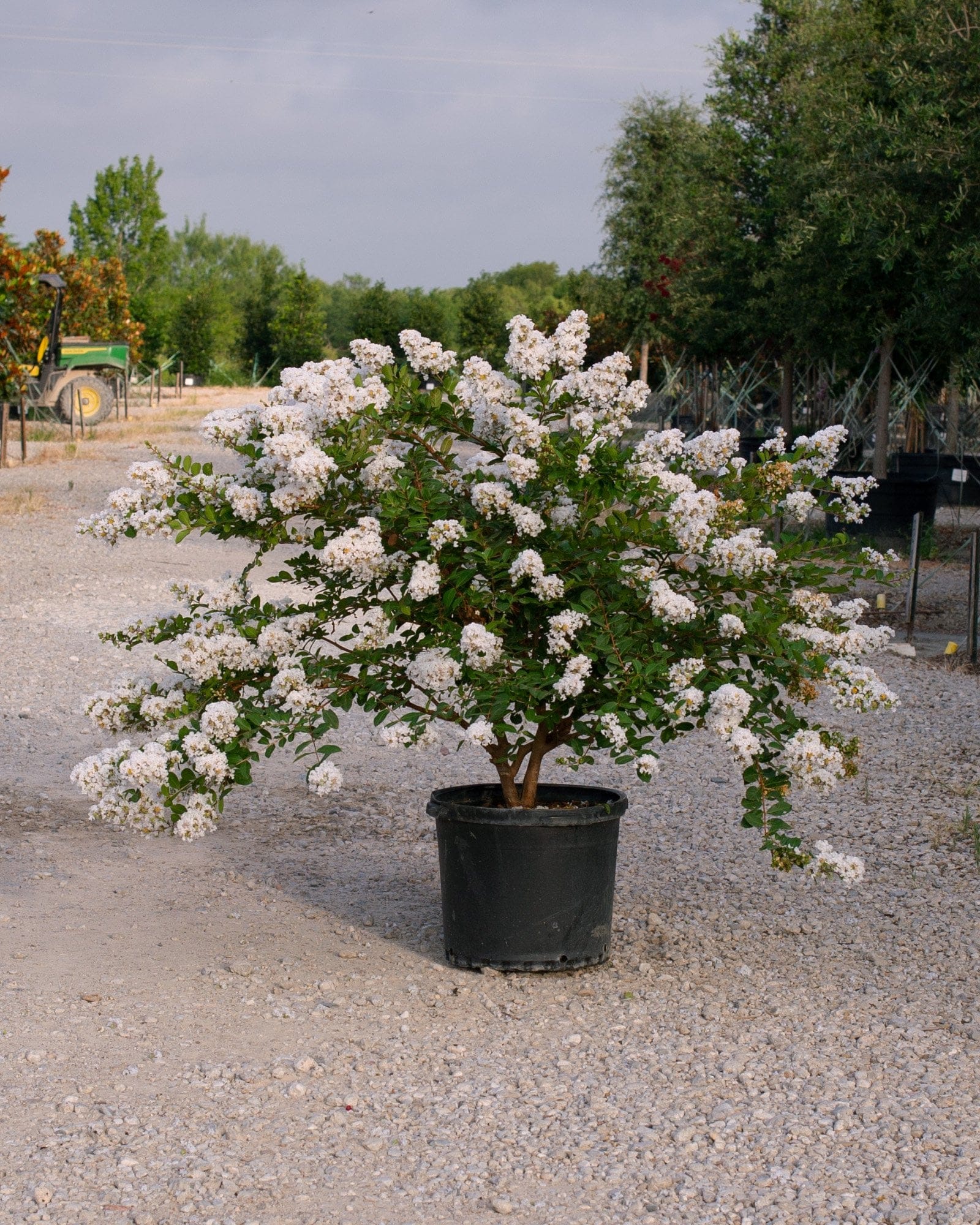 Acoma Crape Myrtle - view 2