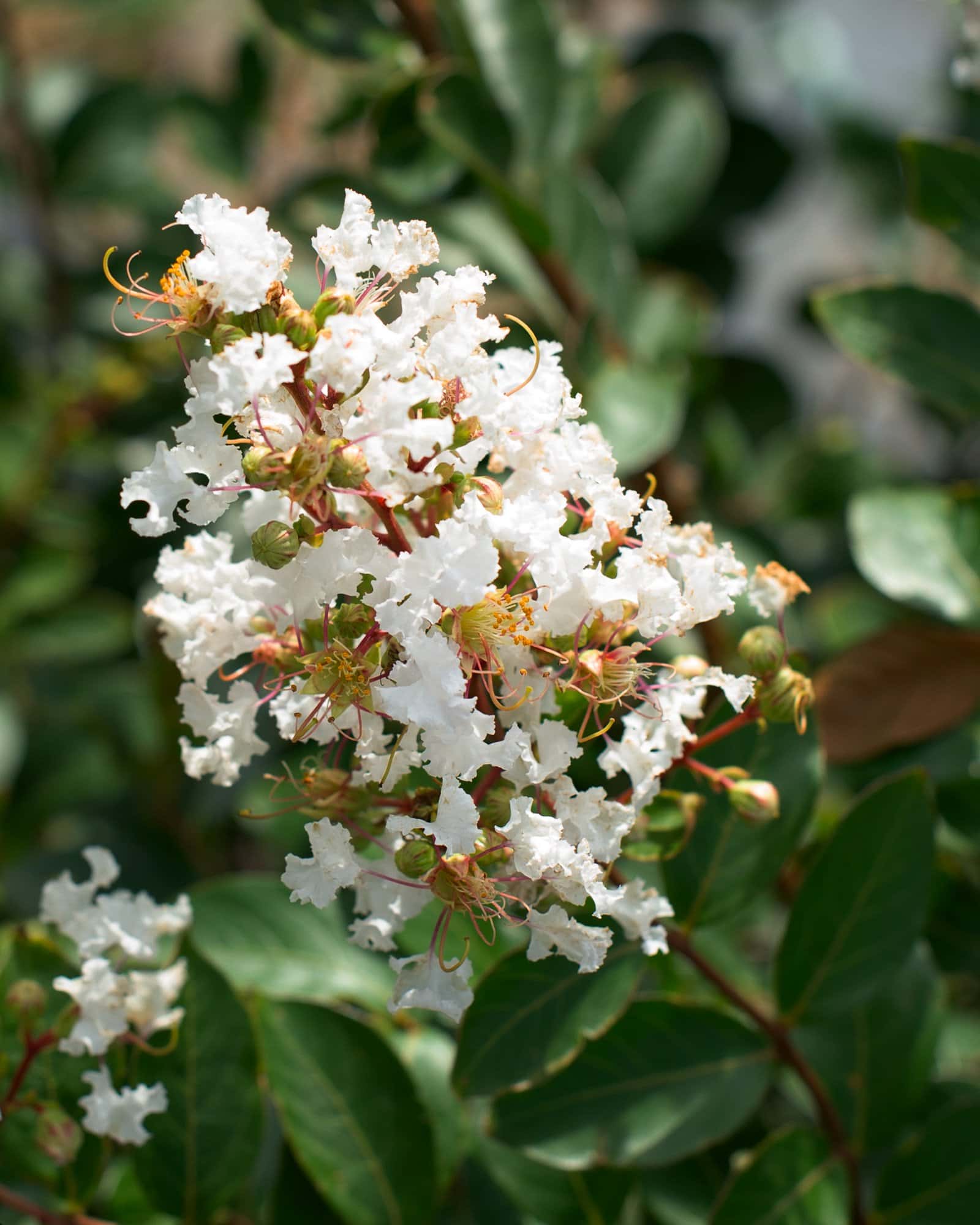 Acoma Crape Myrtle - Image 2