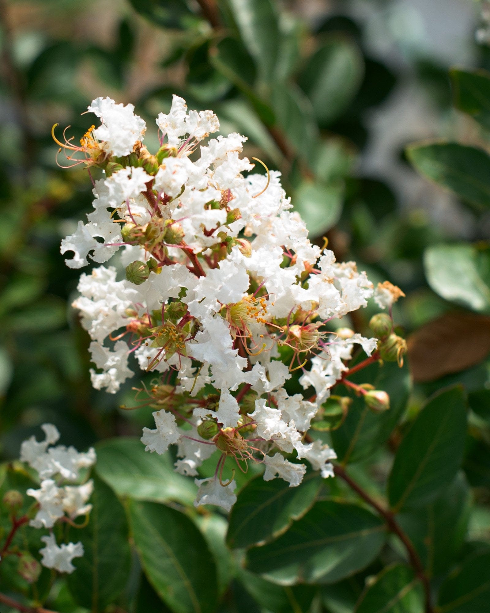 Acoma Crape Myrtle - view 5