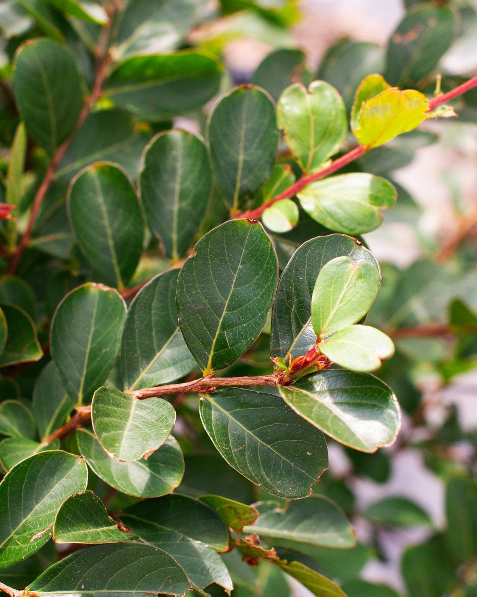 Acoma Crape Myrtle - view 3