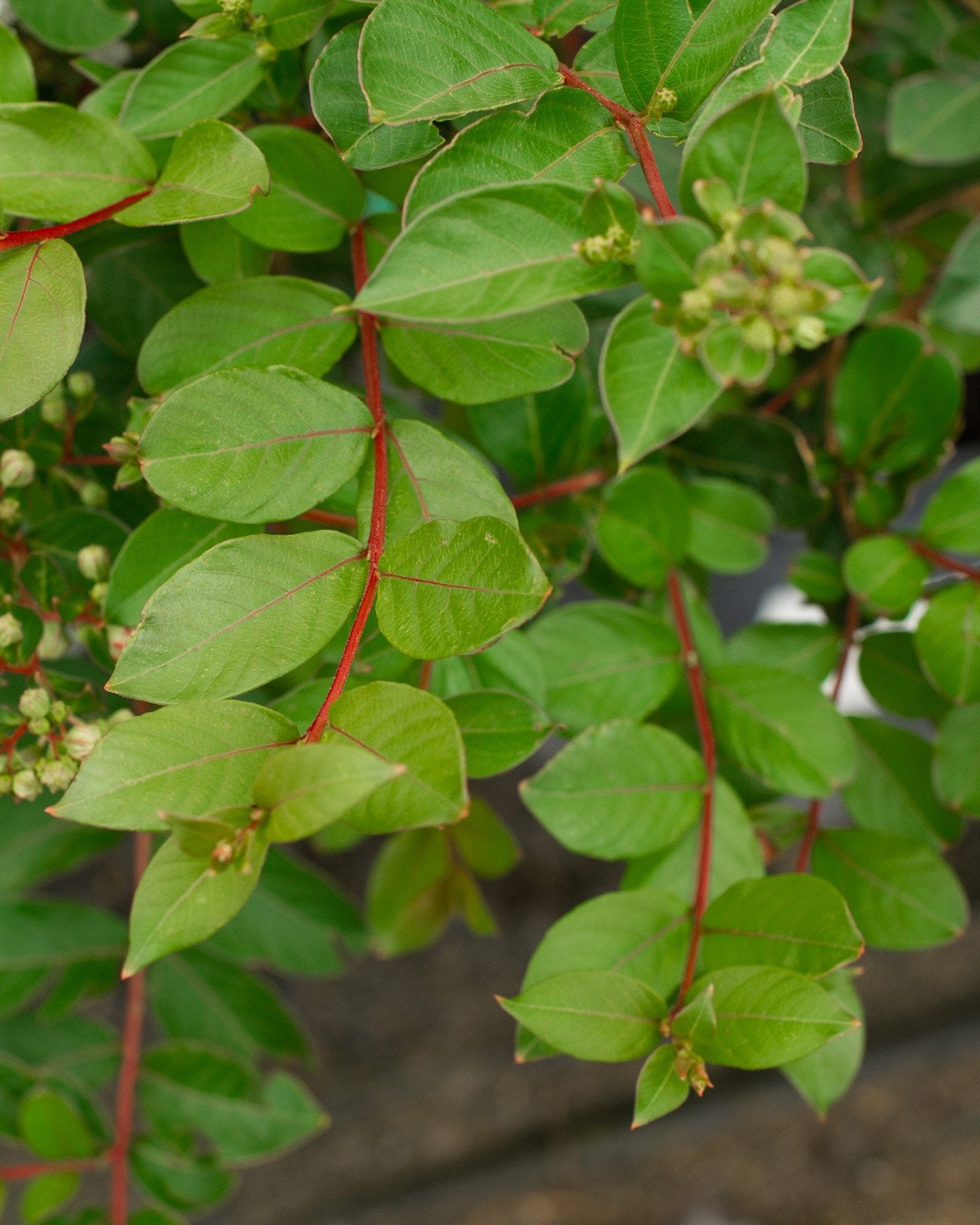 Acoma Crape Myrtle - view 4