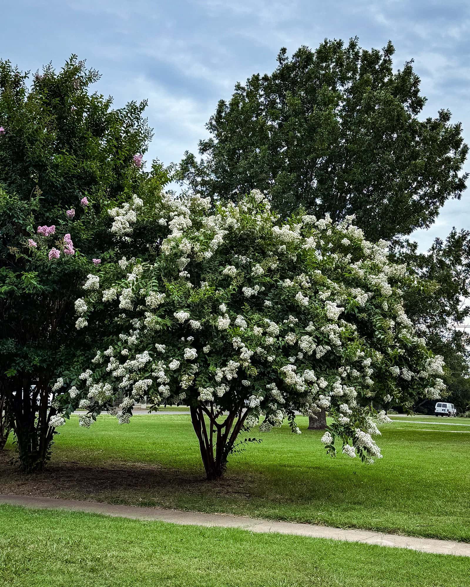 Acoma Crape Myrtle - Image 7