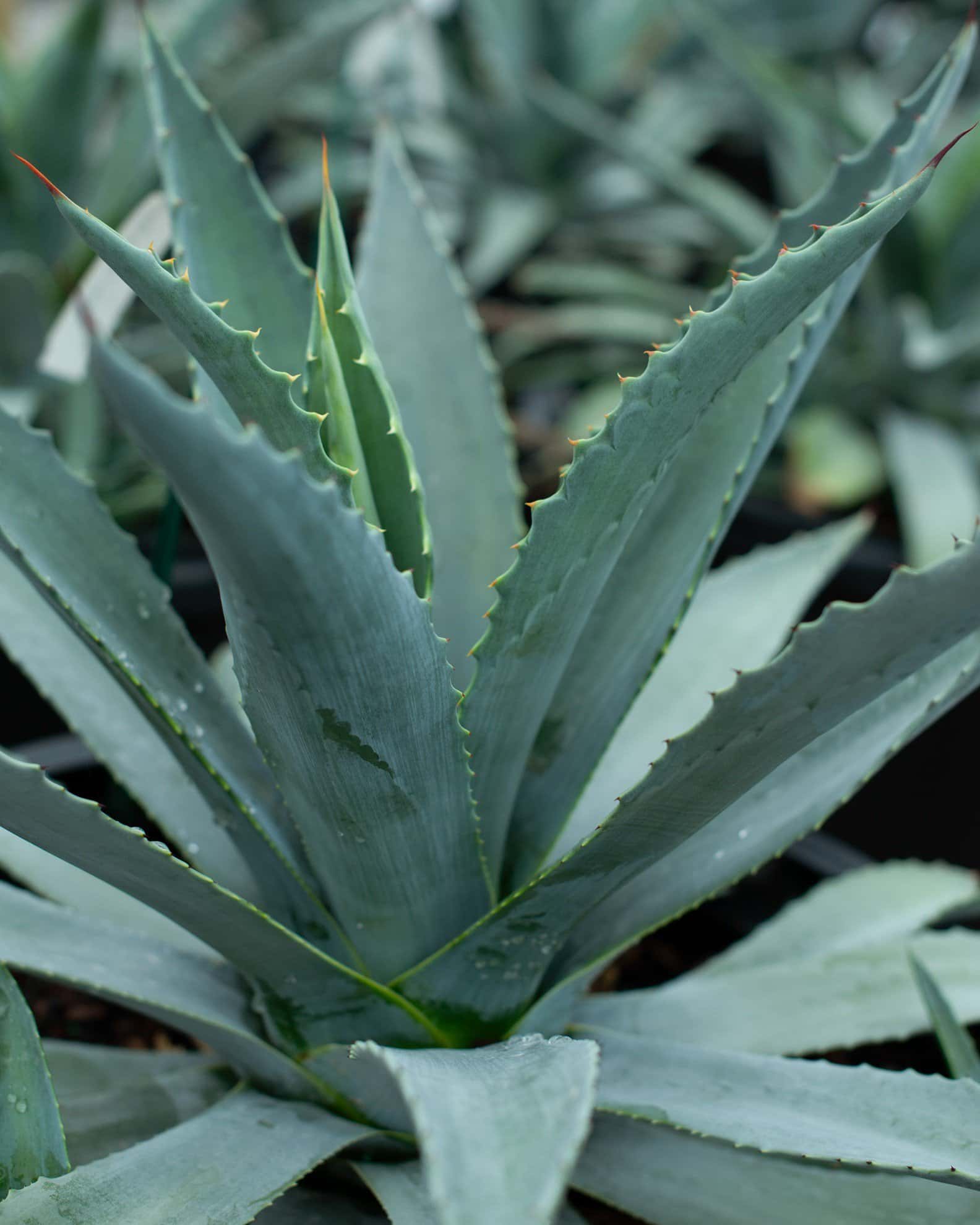 Americana Agave - Main Image