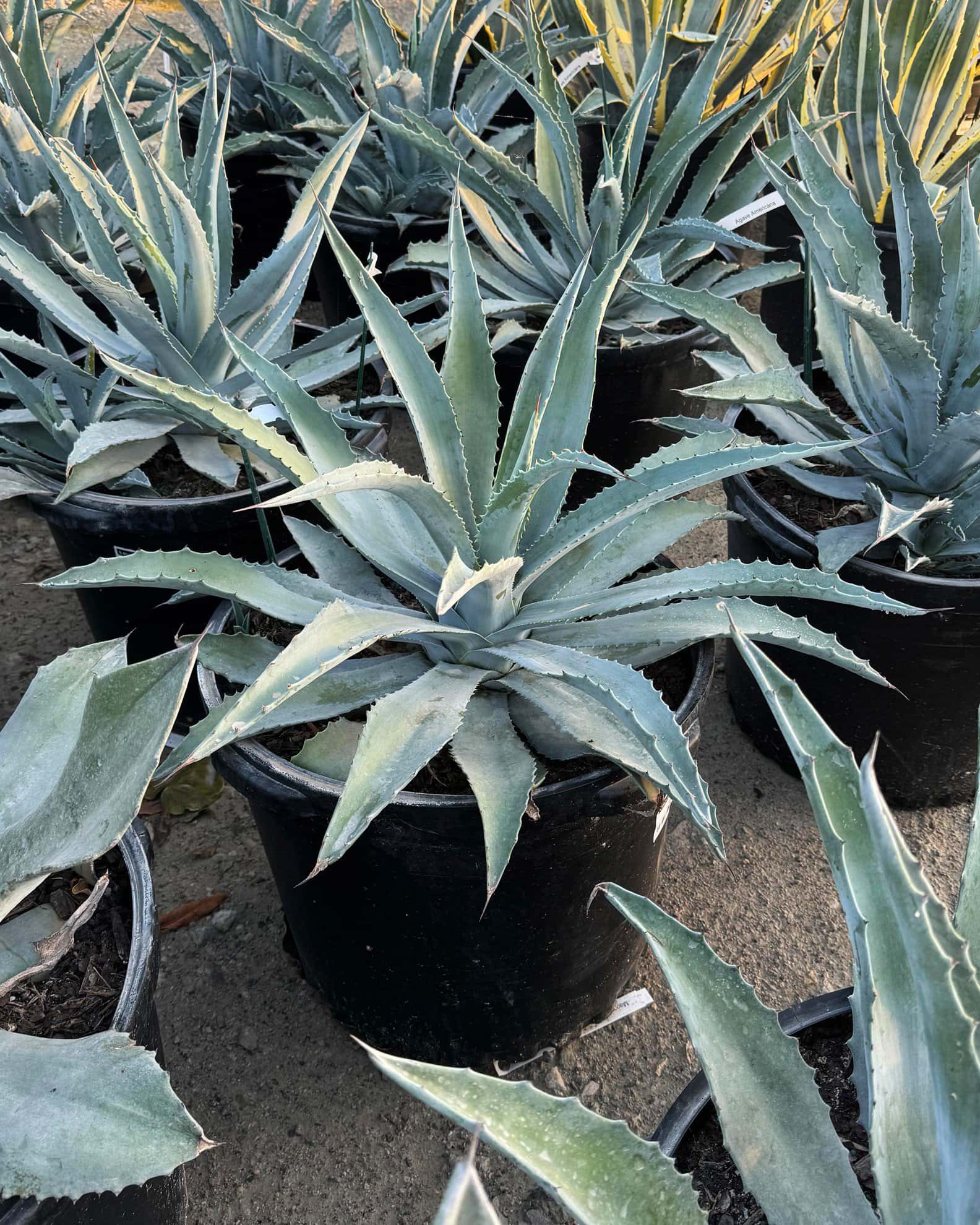 Americana Agave - Image 1
