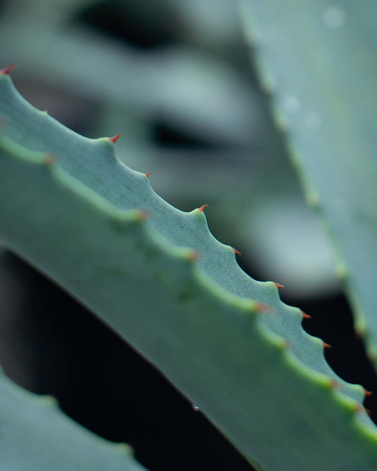 Americana Agave - Image 4