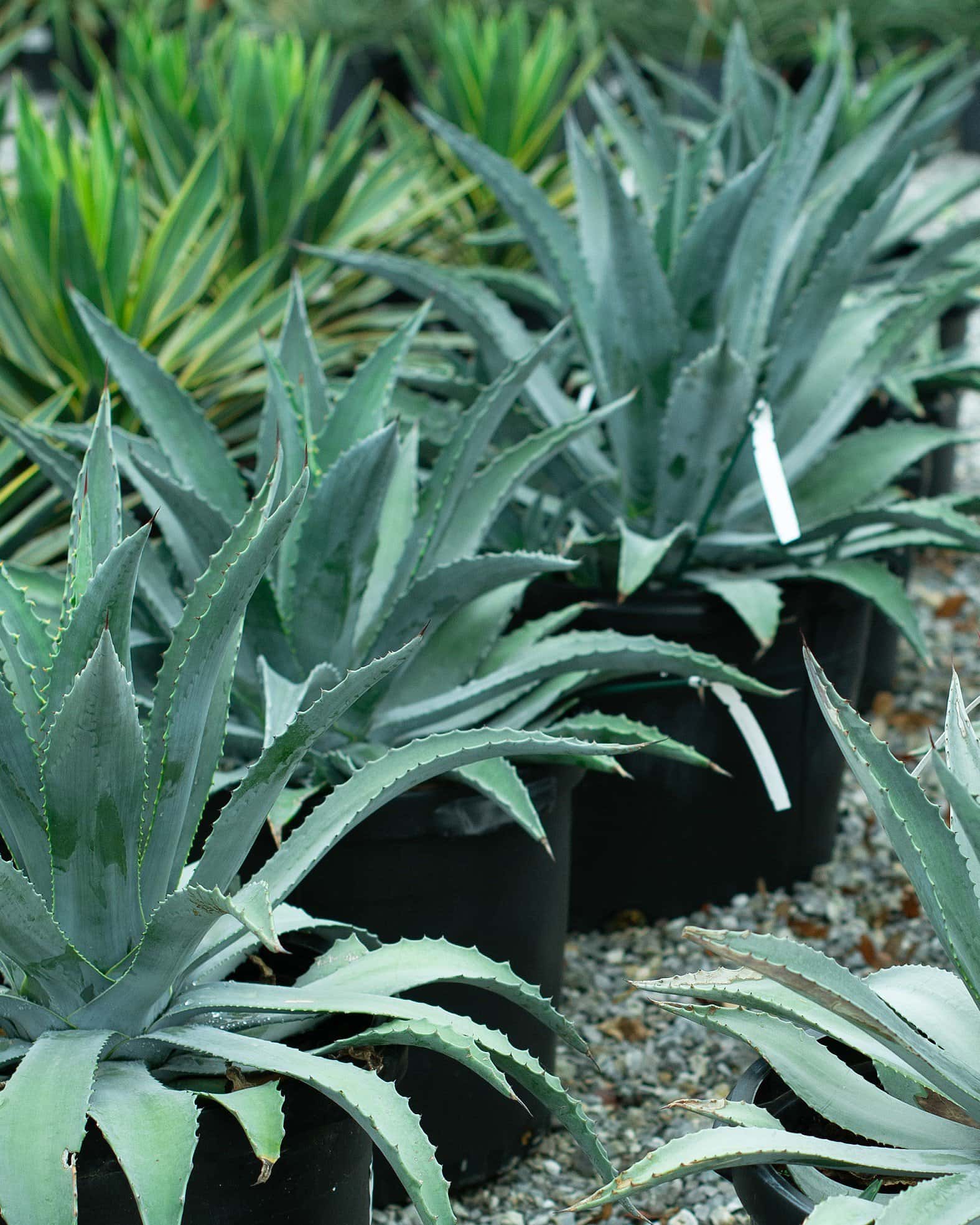 Americana Agave - Image 5