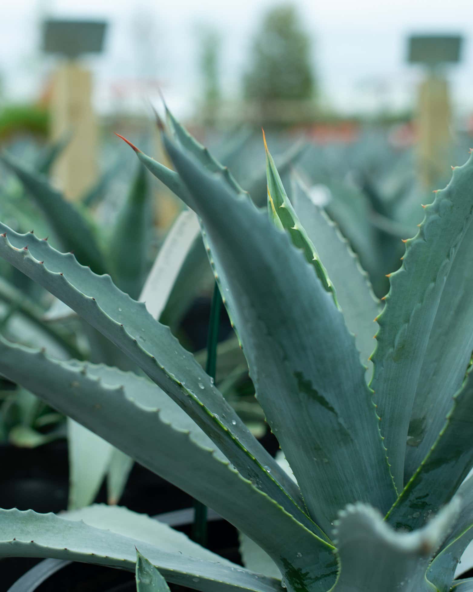 Americana Agave - Image 3