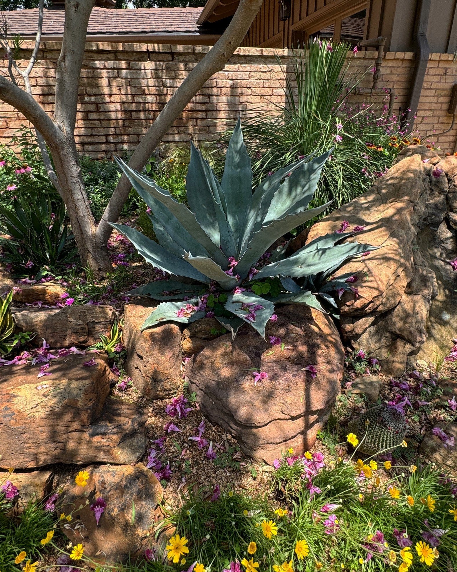 Americana Agave - view 4