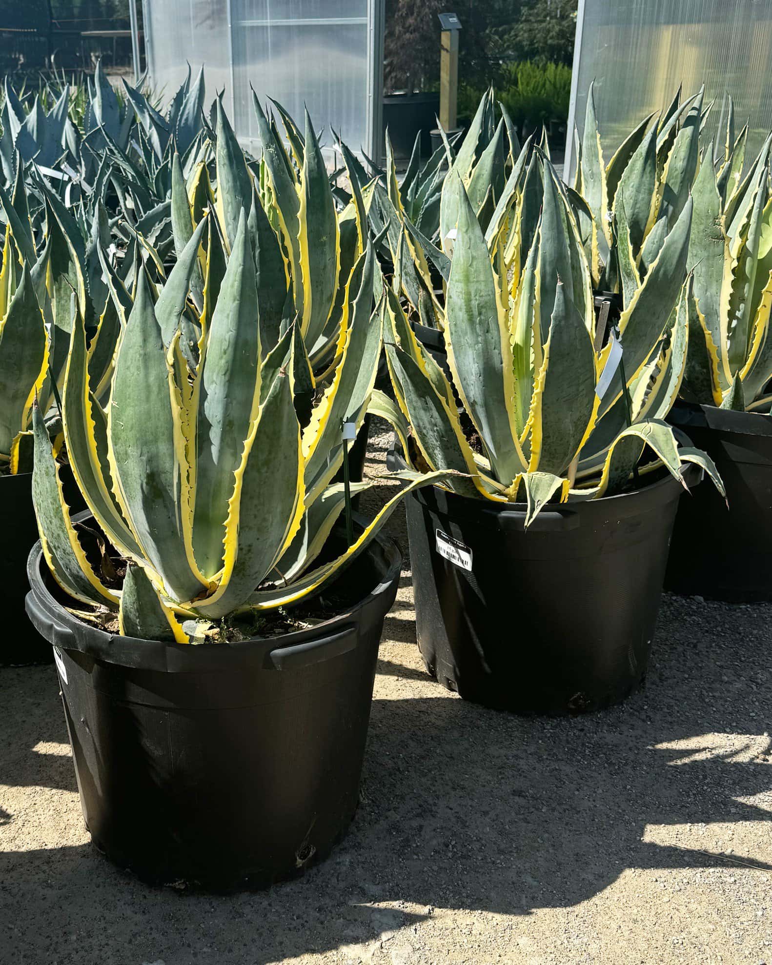 Americana Agave Opal - Image 6