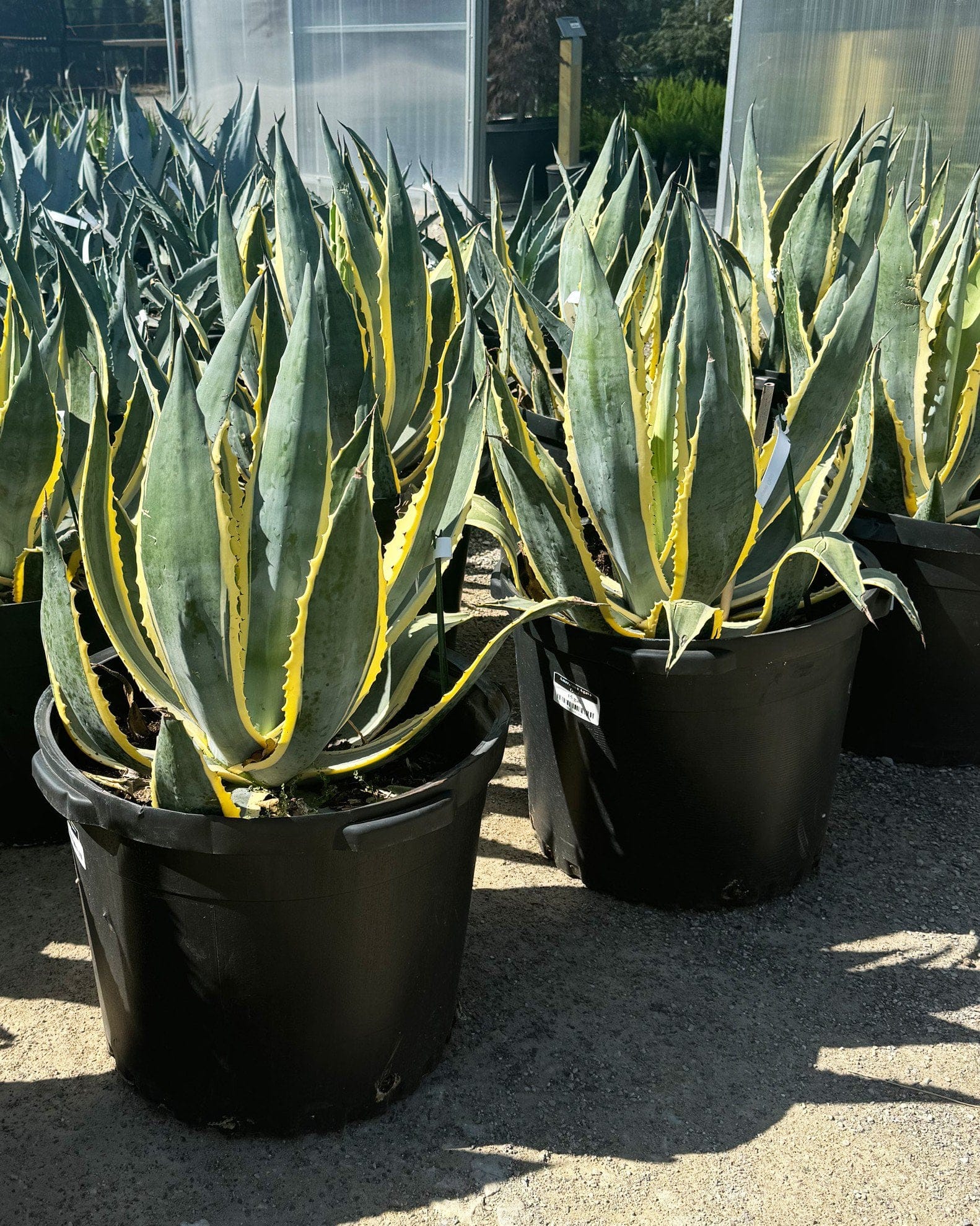 Americana Agave Opal - view 4