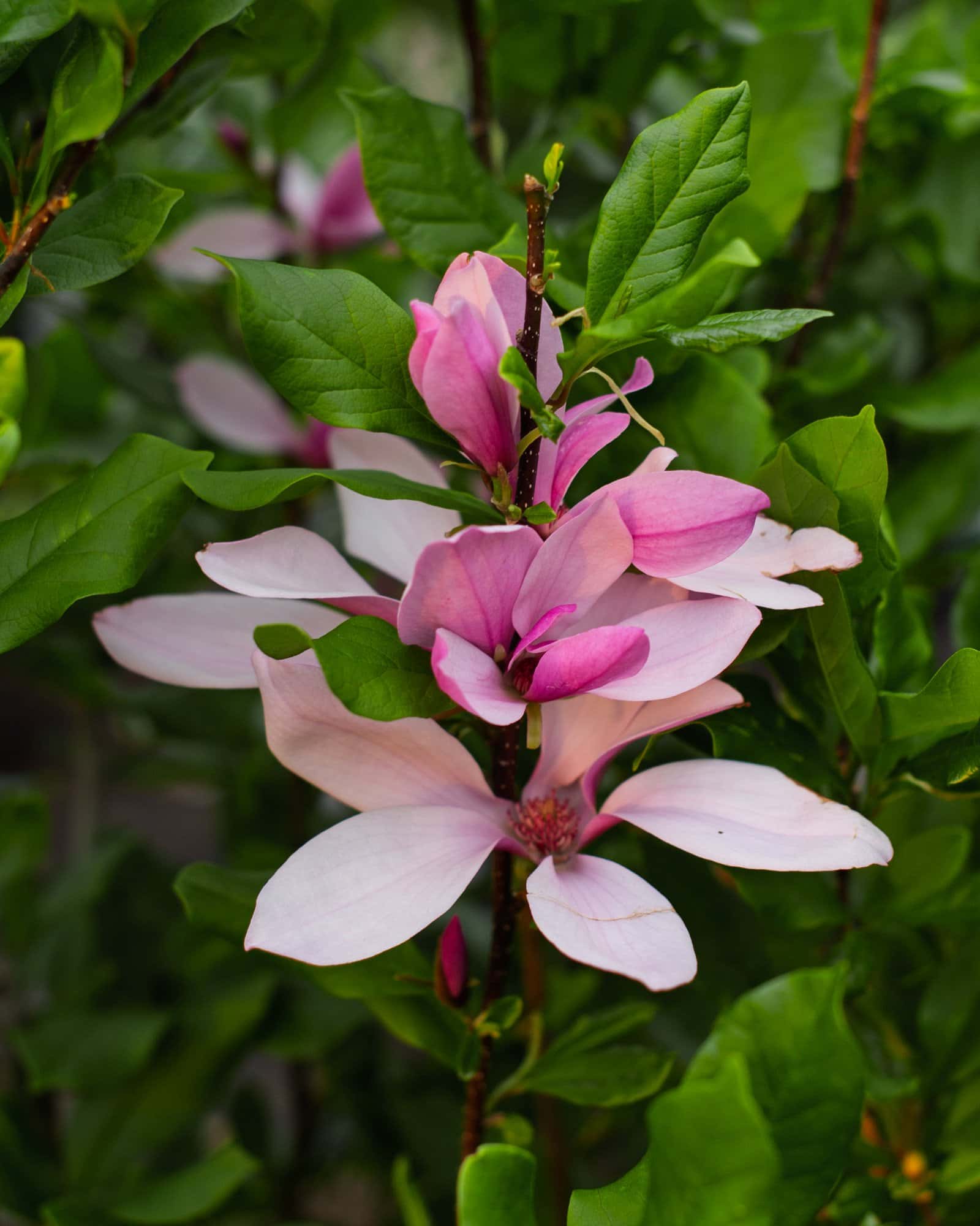Ann Magnolia - Image 2