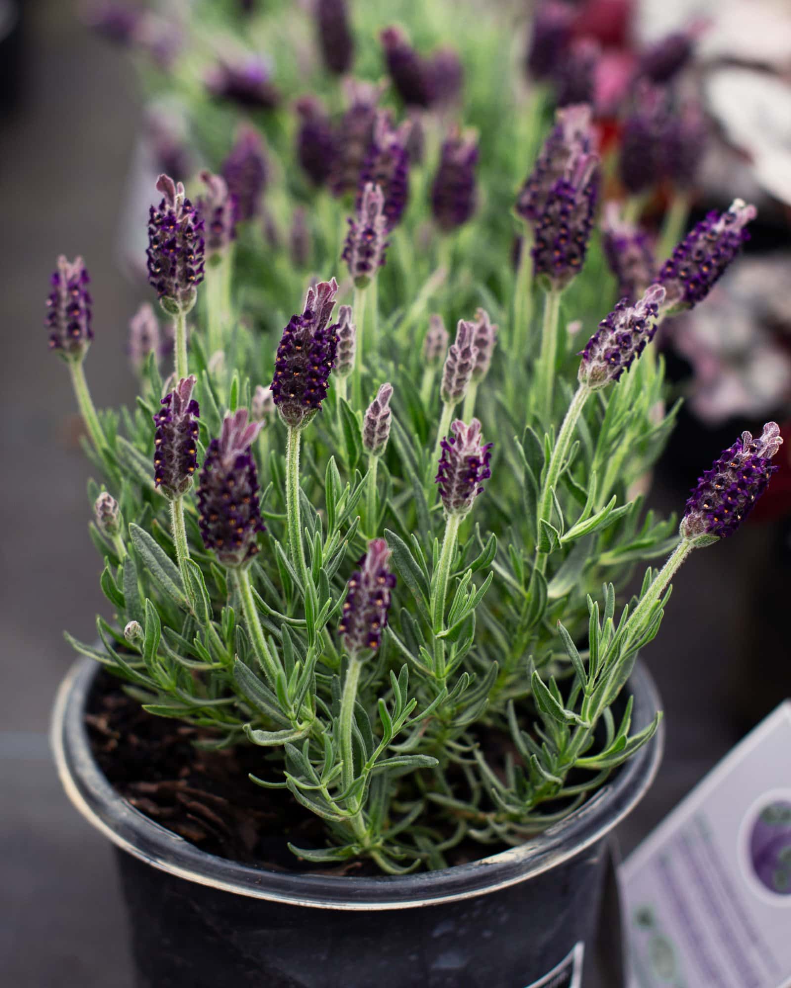 Anouk Dark Purple Lavender - Main Image