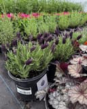 Anouk Dark Purple Lavender thumbnail 2