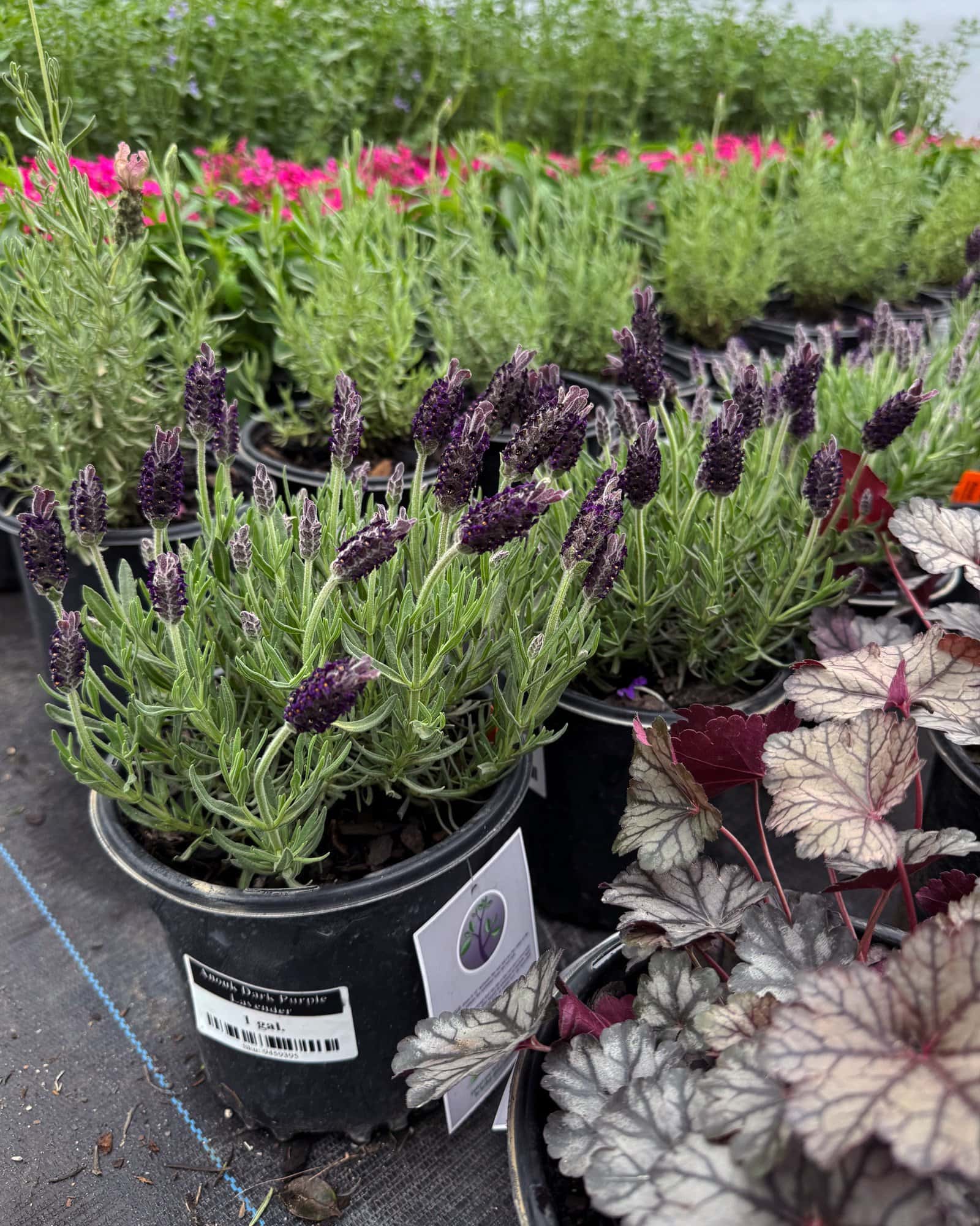 Anouk Dark Purple Lavender - Image 1