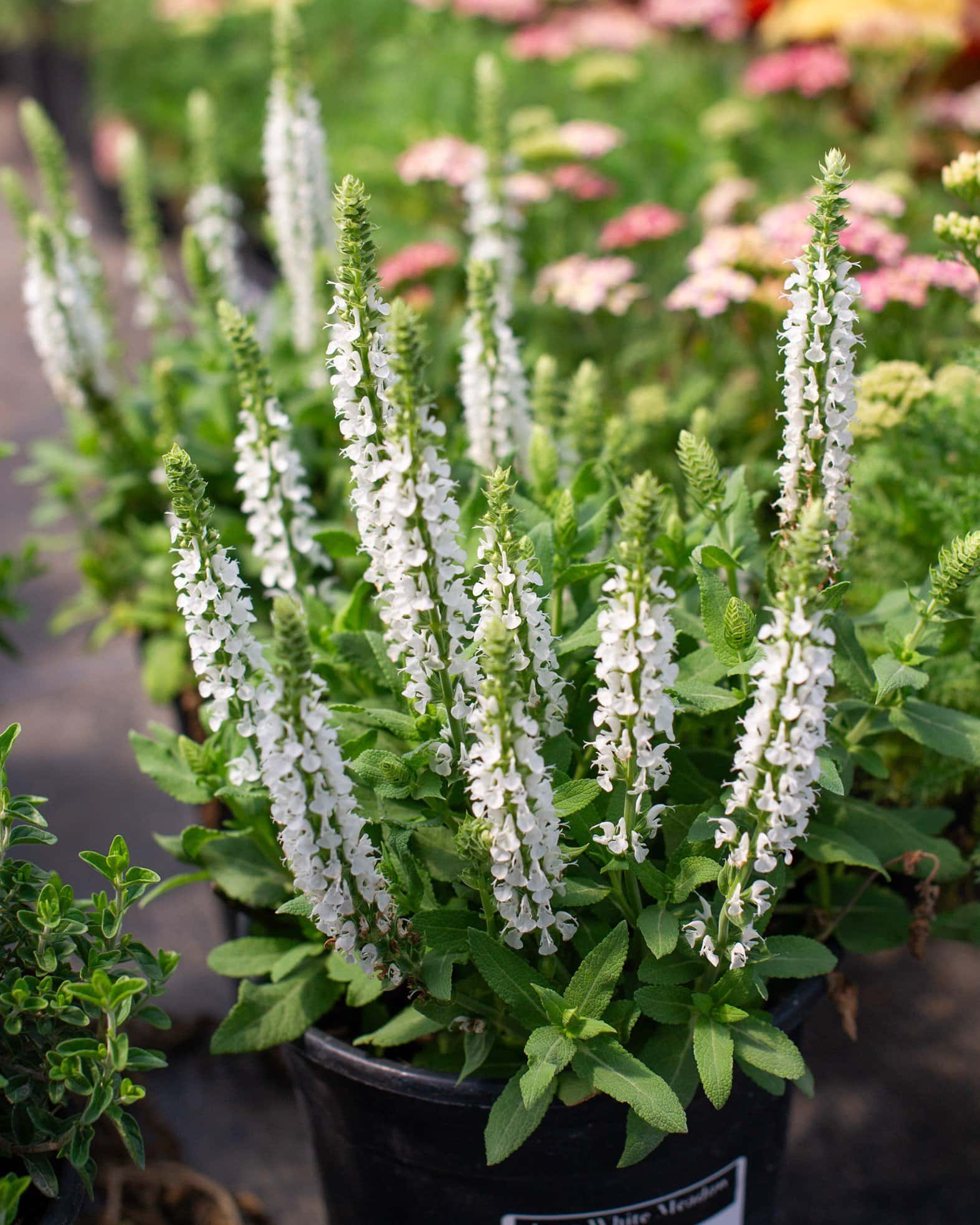 Apex White Meadow Salvia - Main Image