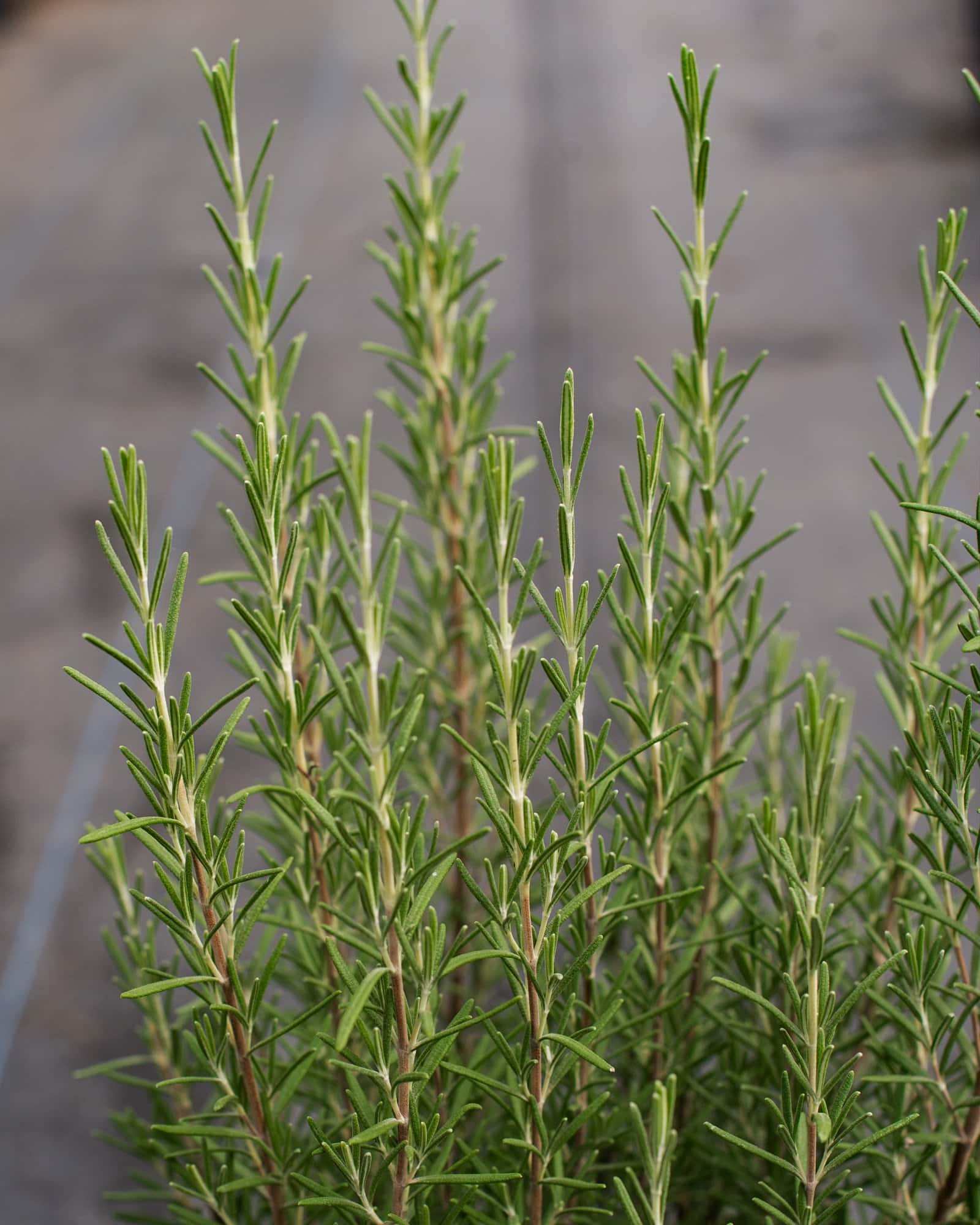 Arp Rosemary - Image 4