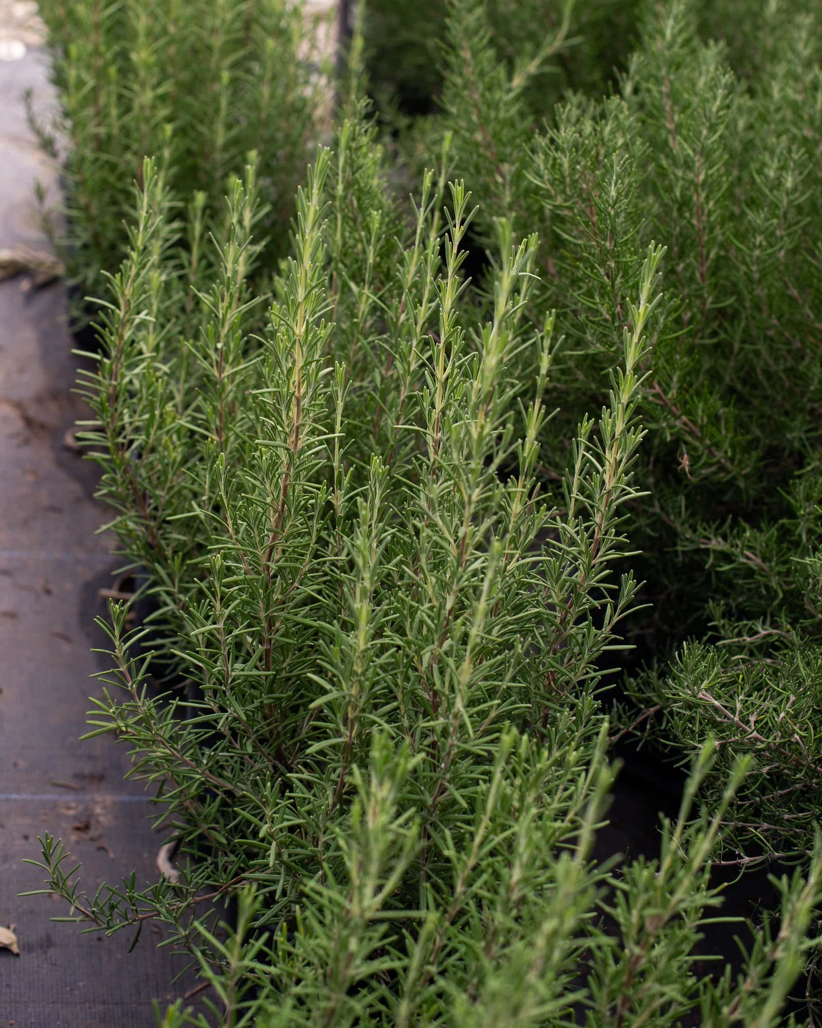 Arp Rosemary - Image 5