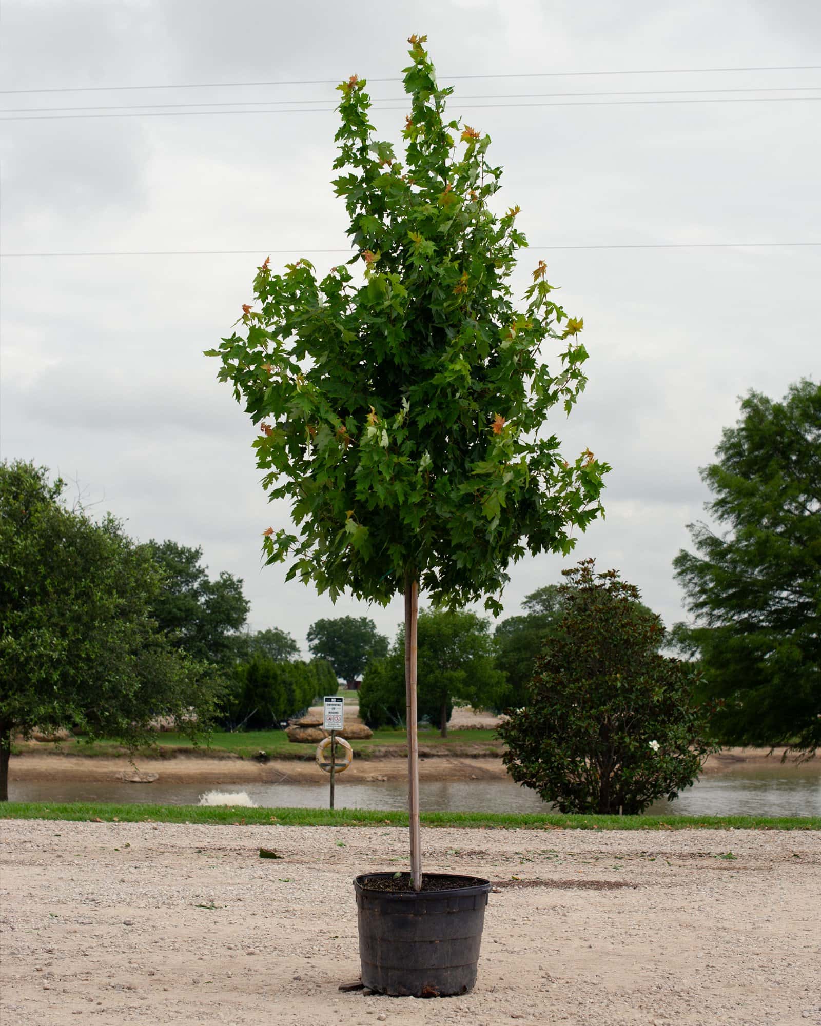 Autumn Blaze Maple - Main Image
