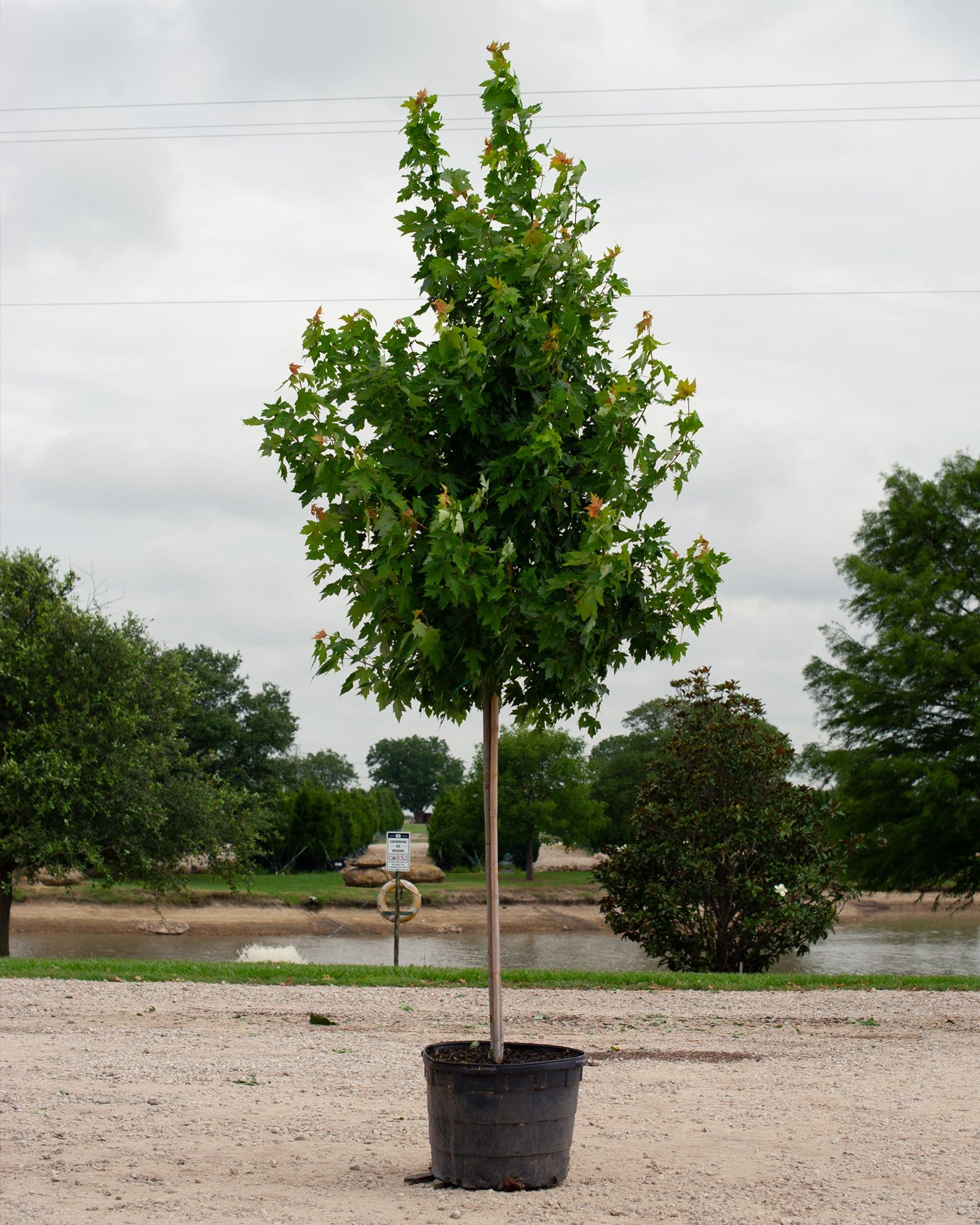 Autumn Blaze Maple