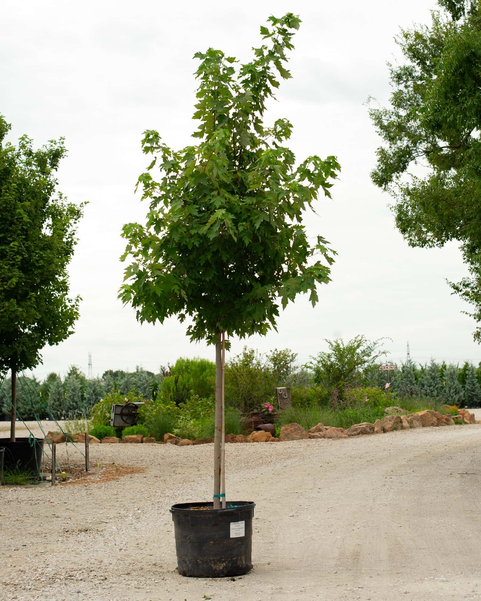 Autumn Blaze Maple - Image 1