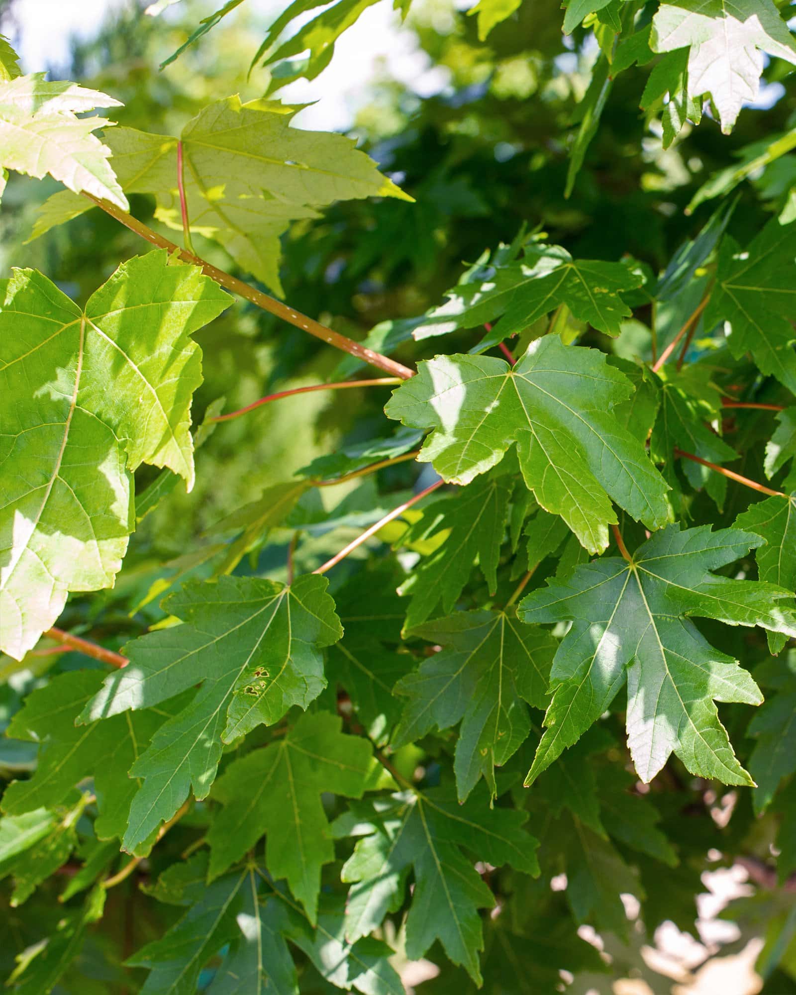 Autumn Blaze Maple - Image 2