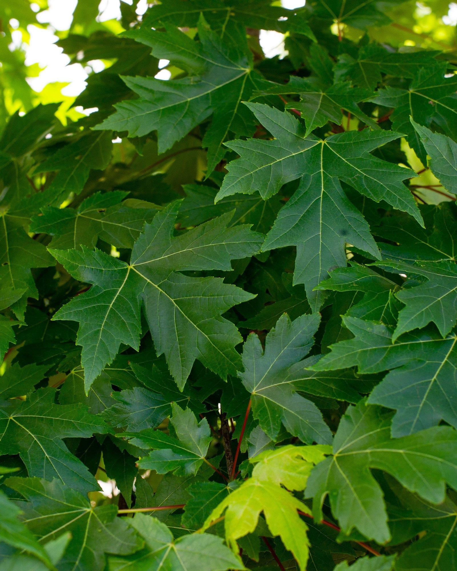 Autumn Blaze Maple - view 2