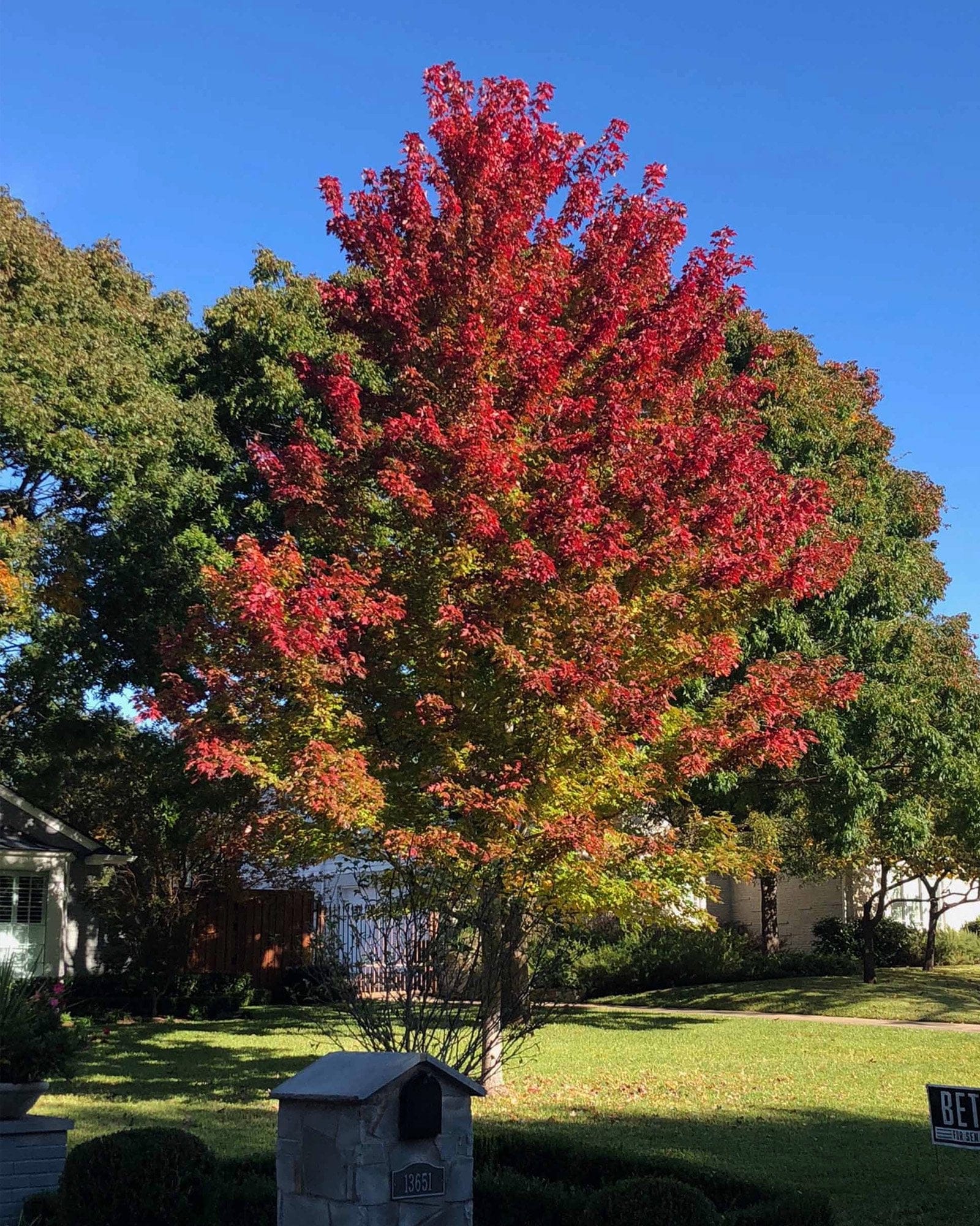 Autumn Blaze Maple - view 4