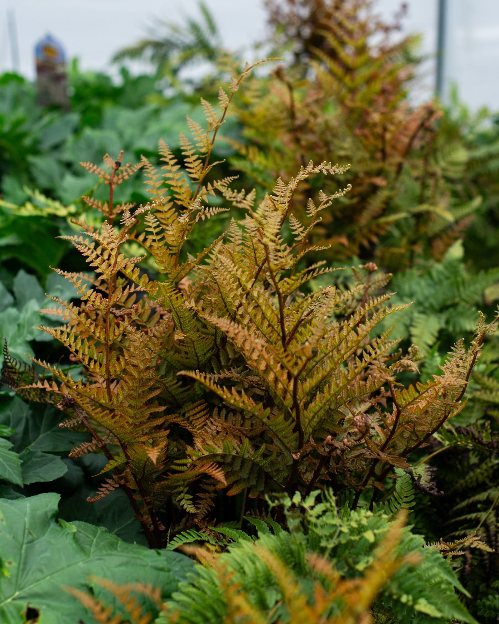 Autumn Fern Brilliance - Main Image