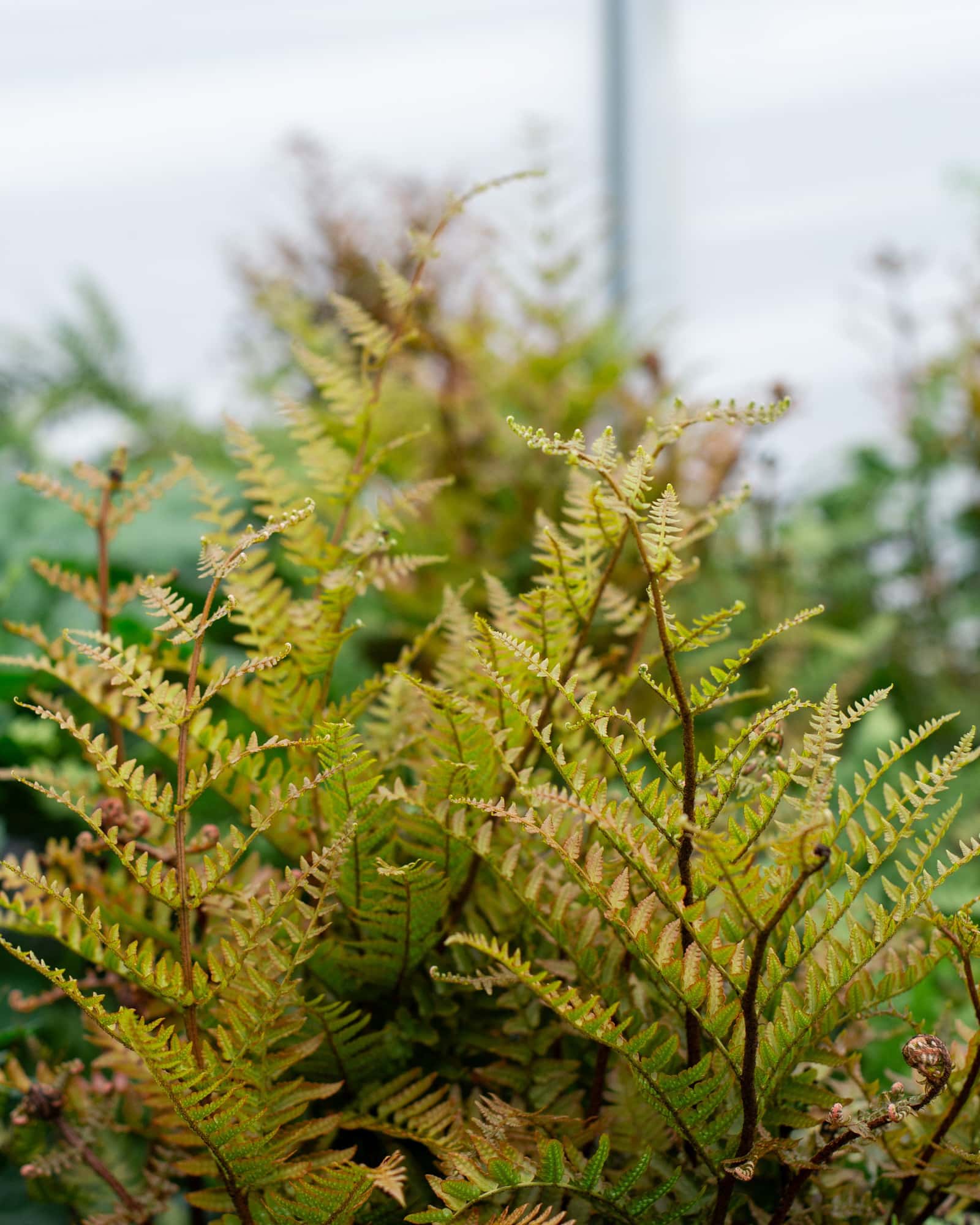 Autumn Fern Brilliance - Image 1