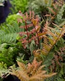 Autumn Fern Brilliance thumbnail 8