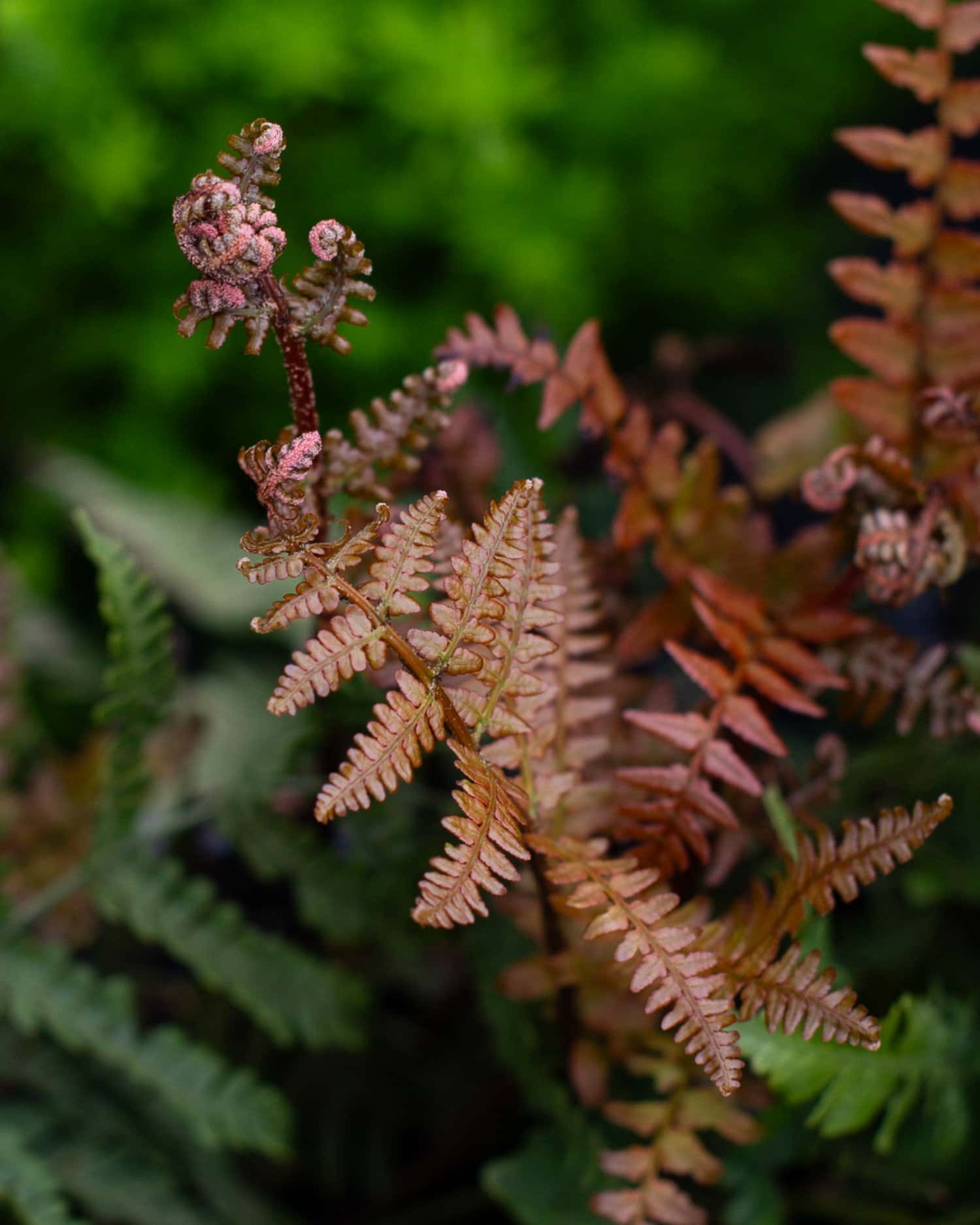 Autumn Fern Brilliance - Image 3