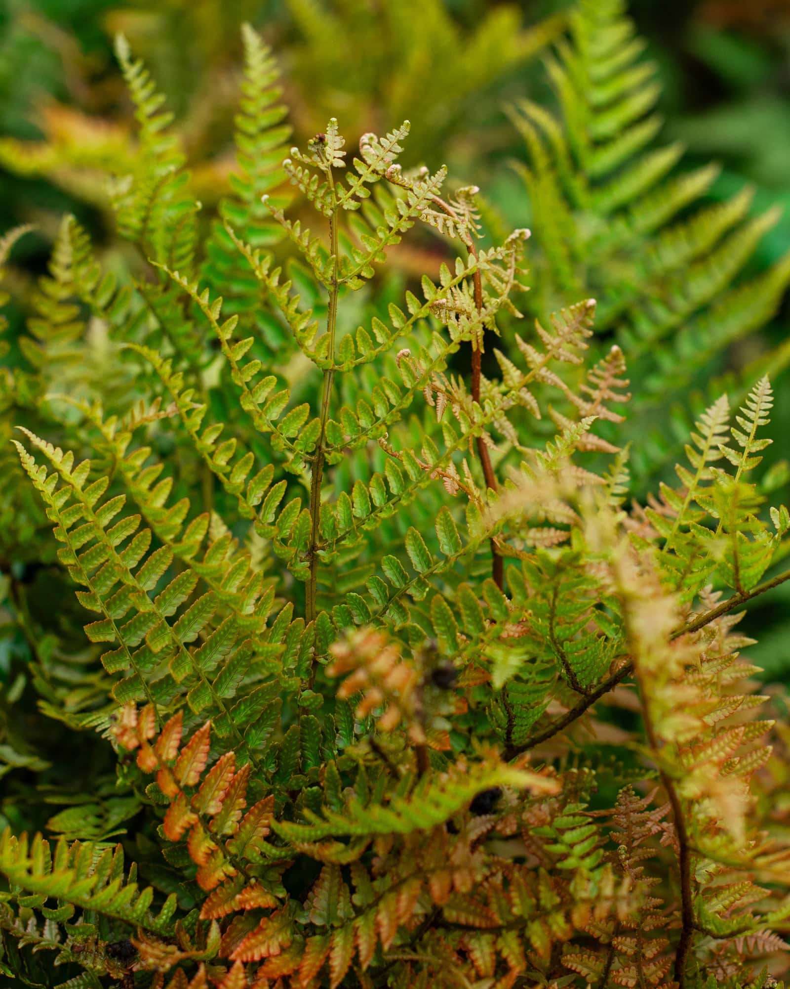 Autumn Fern Brilliance - Image 4