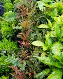 Autumn Fern Brilliance thumbnail 6