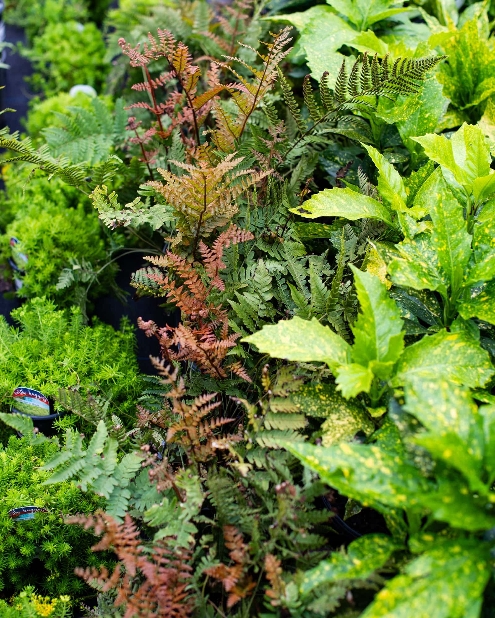 Autumn Fern Brilliance - Image 6