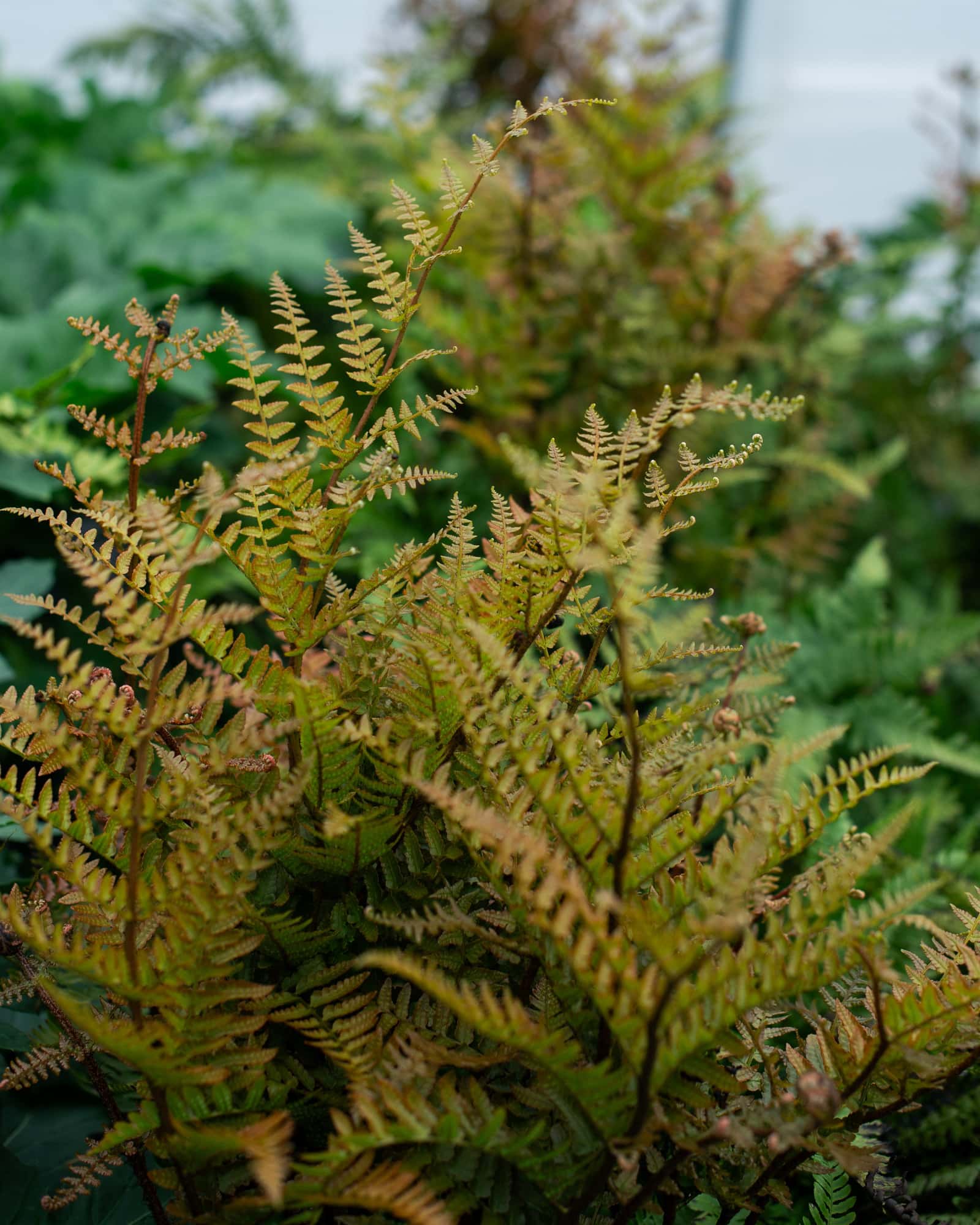 Autumn Fern Brilliance - Image 5
