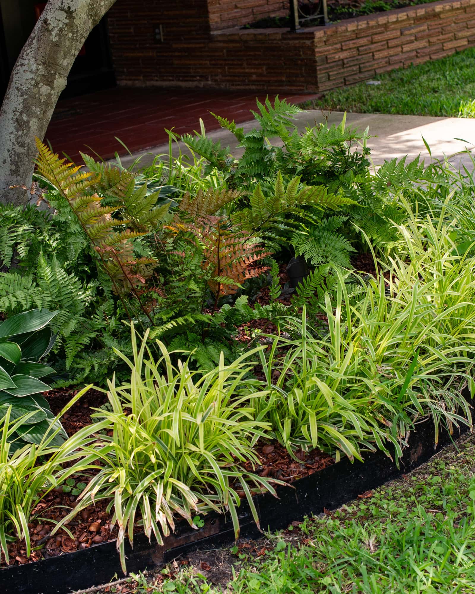 Autumn Fern Brilliance - Image 7