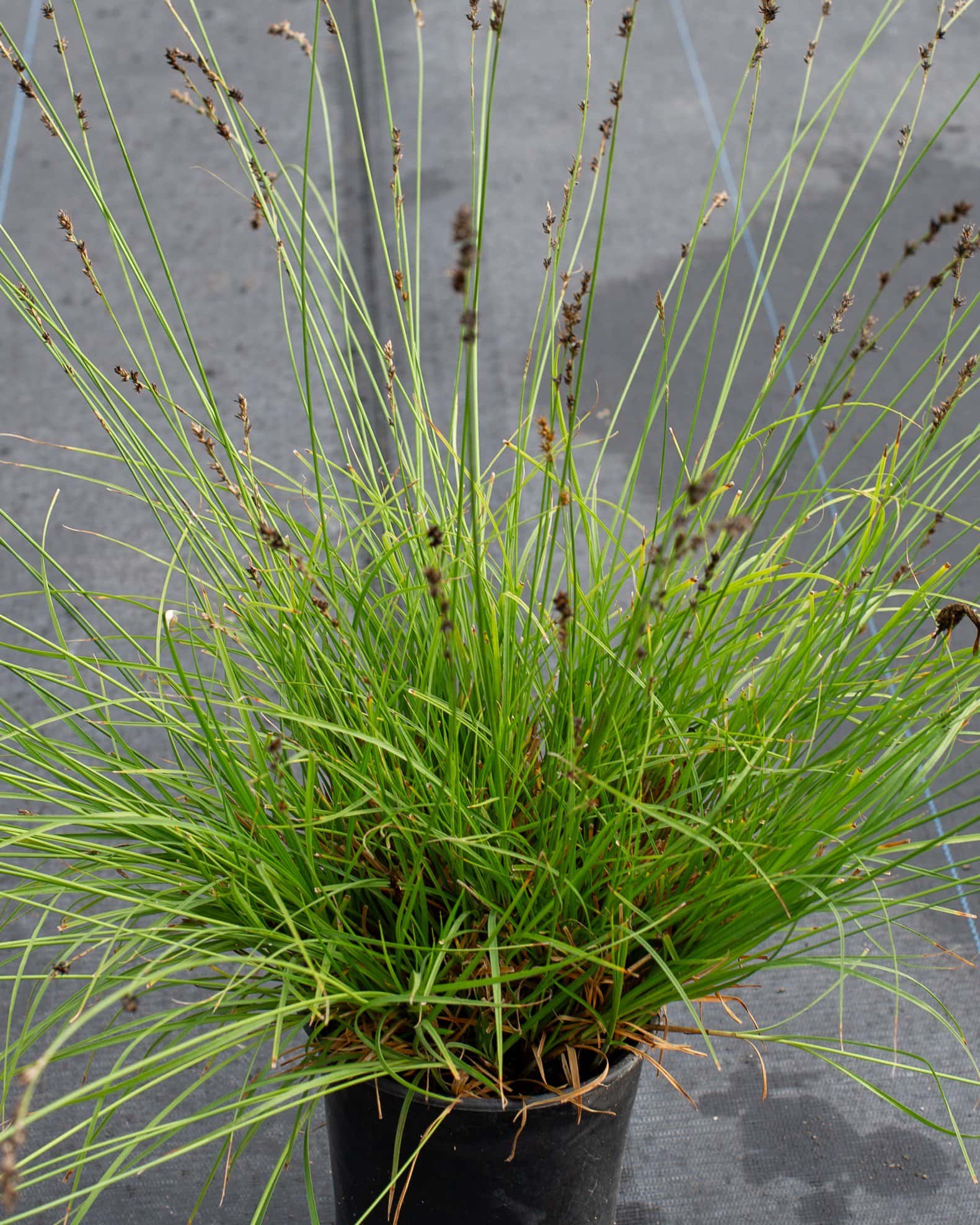 Berkeley Carex Sedge - Main Image