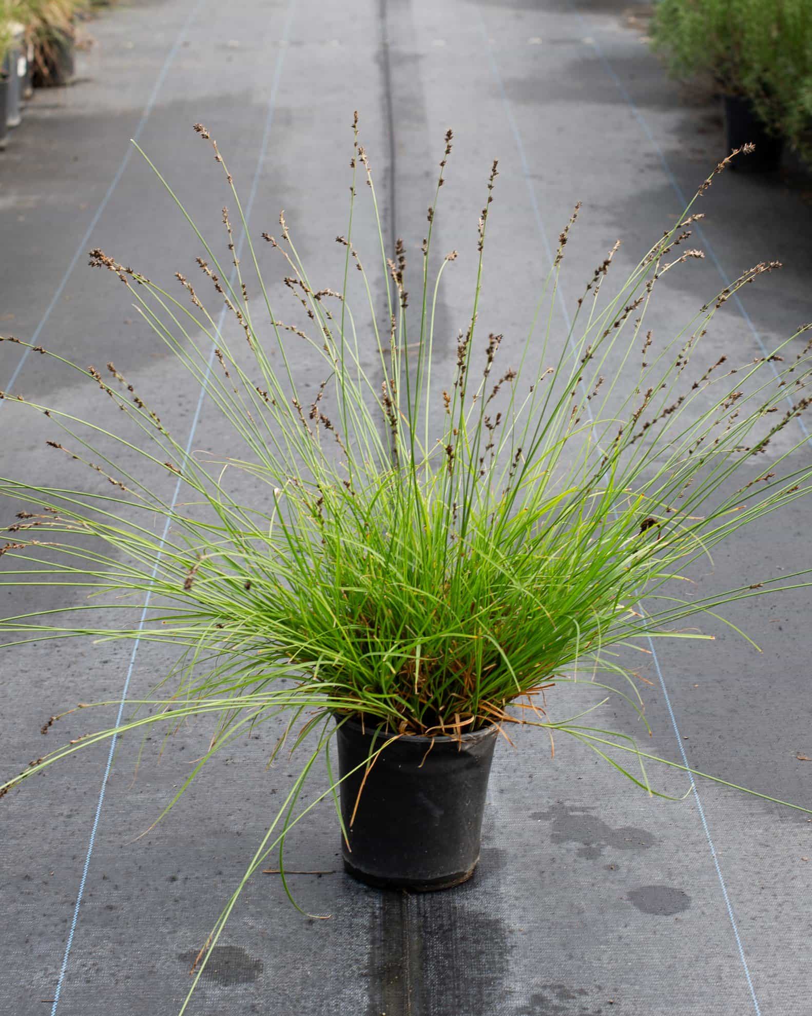 Berkeley Carex Sedge - view 2