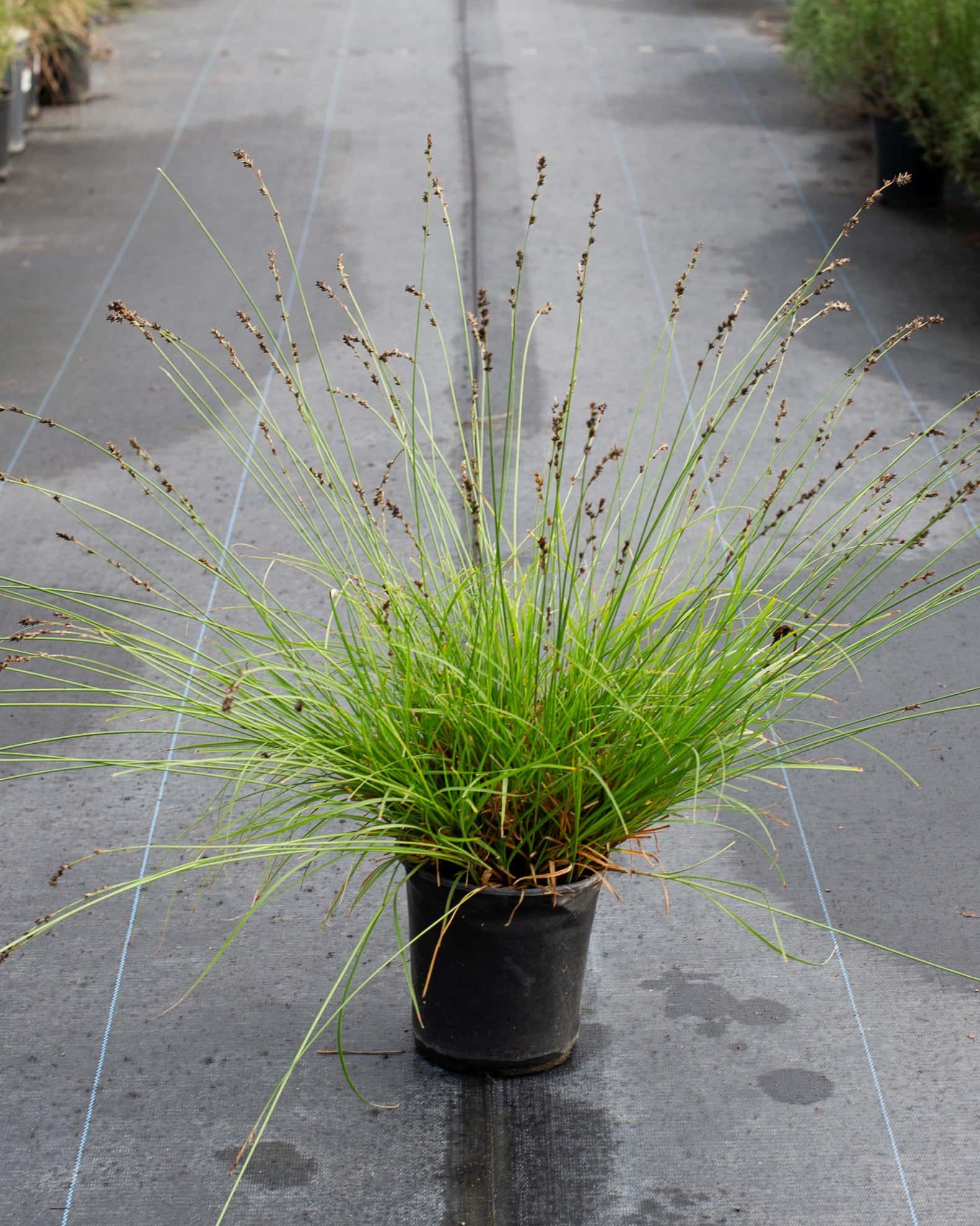 Berkeley Carex Sedge - Image 1