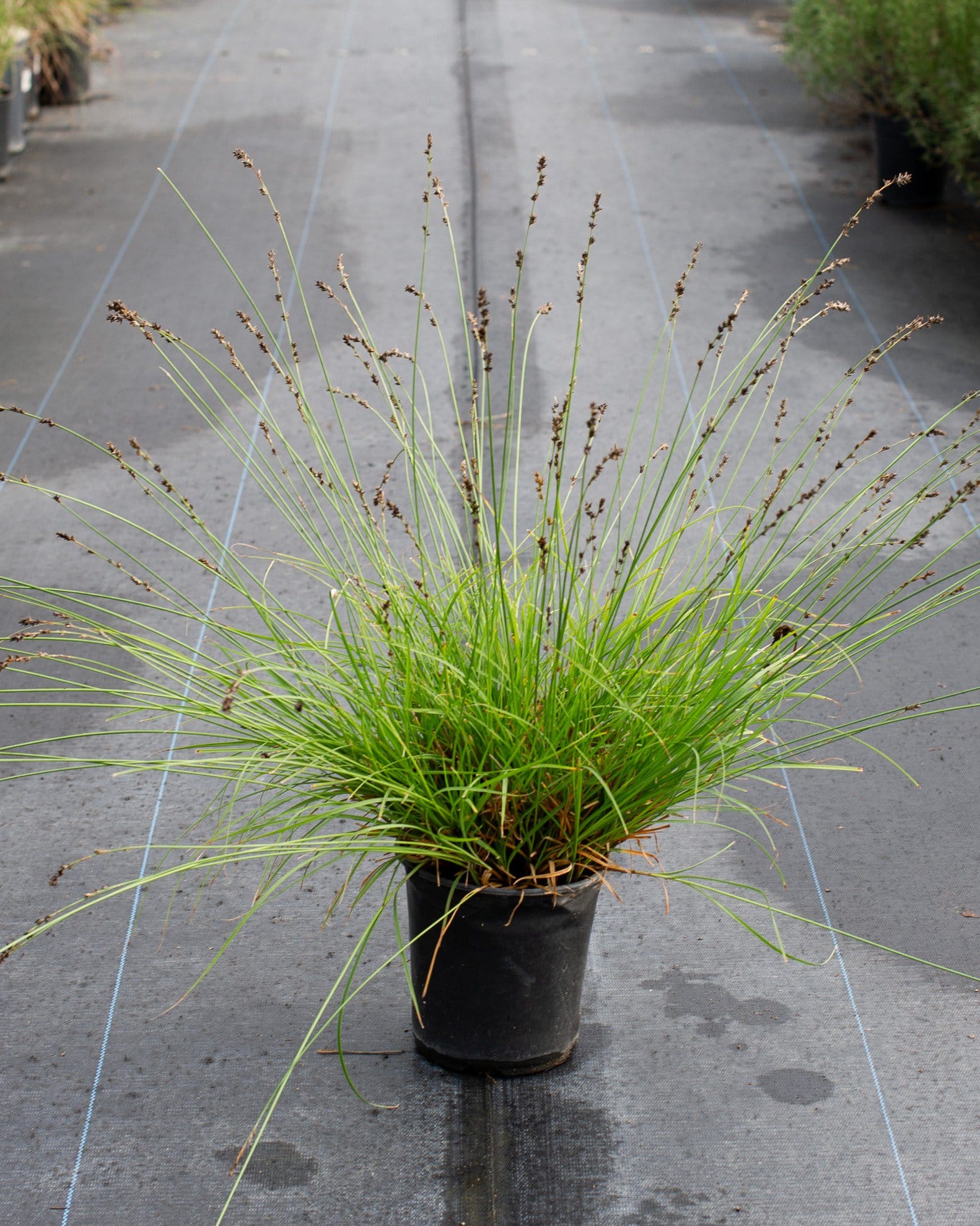 Berkeley Carex Sedge - view 3